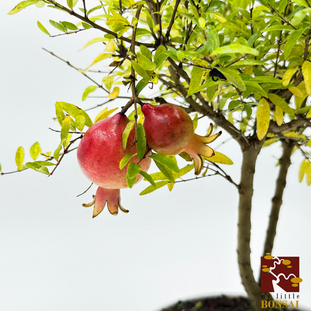 Il bonsai di melograno: una sinfonia di colori e frutti in miniatura