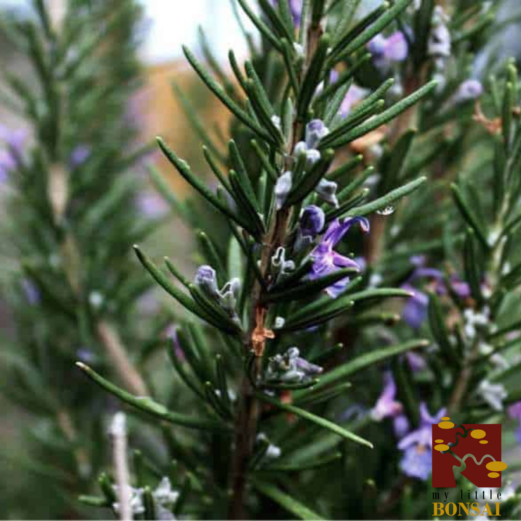 Il Bonsai di Rosmarino: Una Piccola Meraviglia Verde da Coltivare