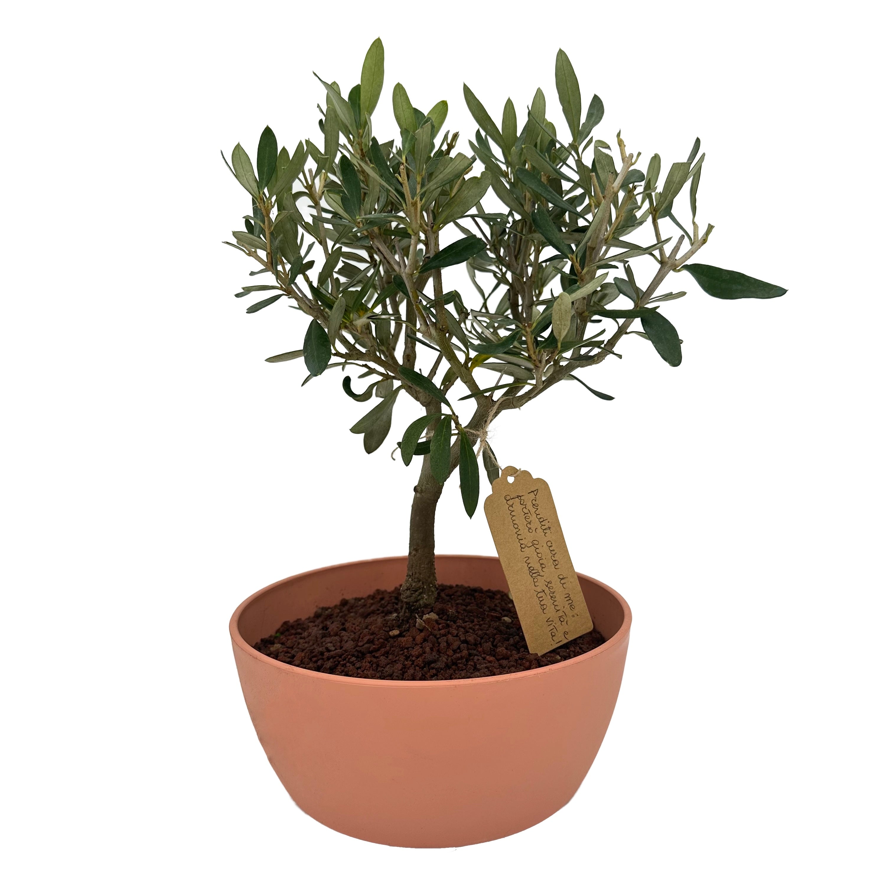Bonsai di Olivo vaso colorato (Rosa, giallo o verde)
