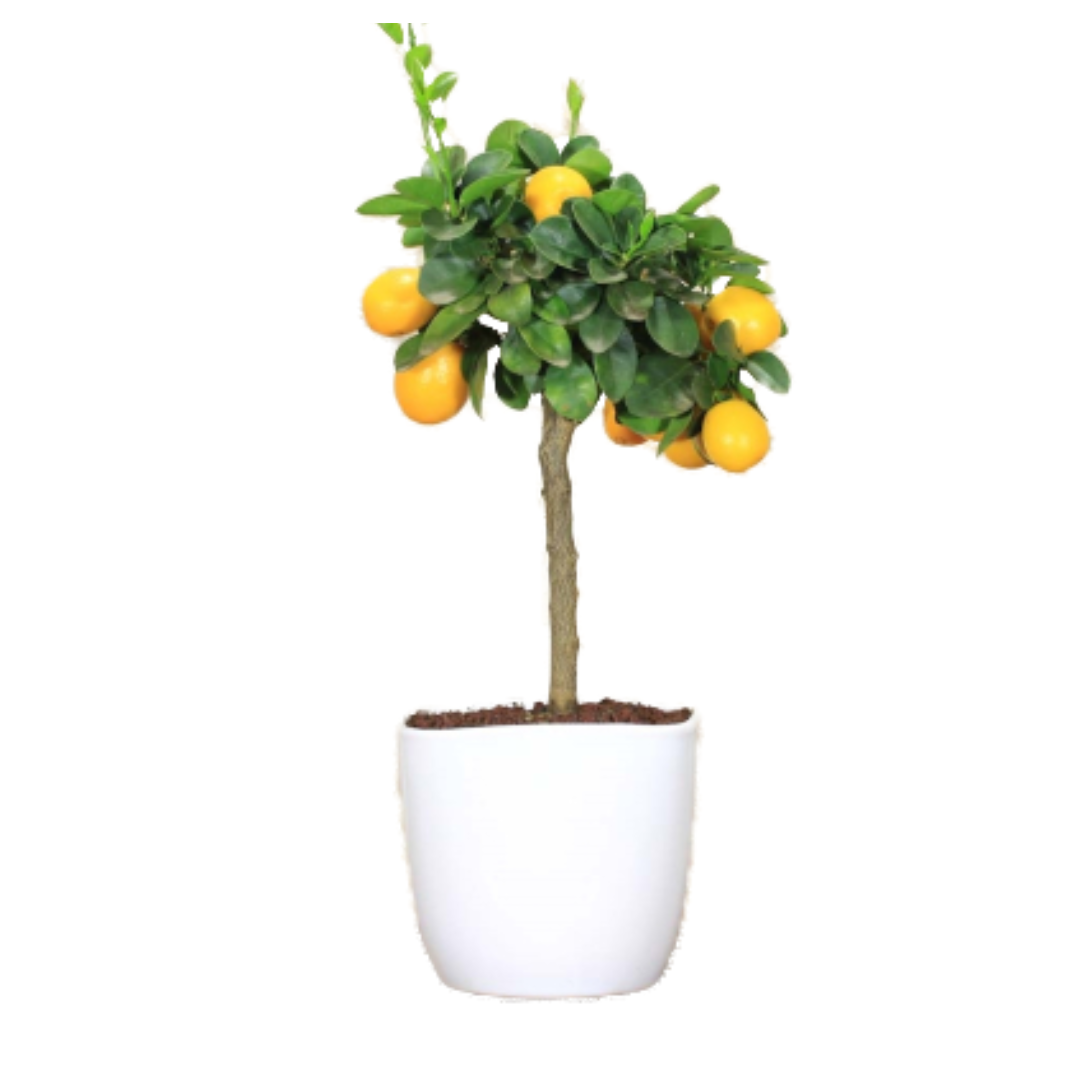 Bonsai di Kumquat