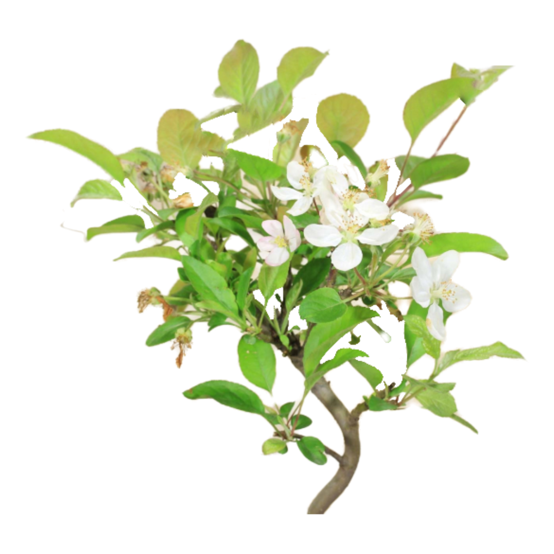 Bonsai di Melo in vaso quadro