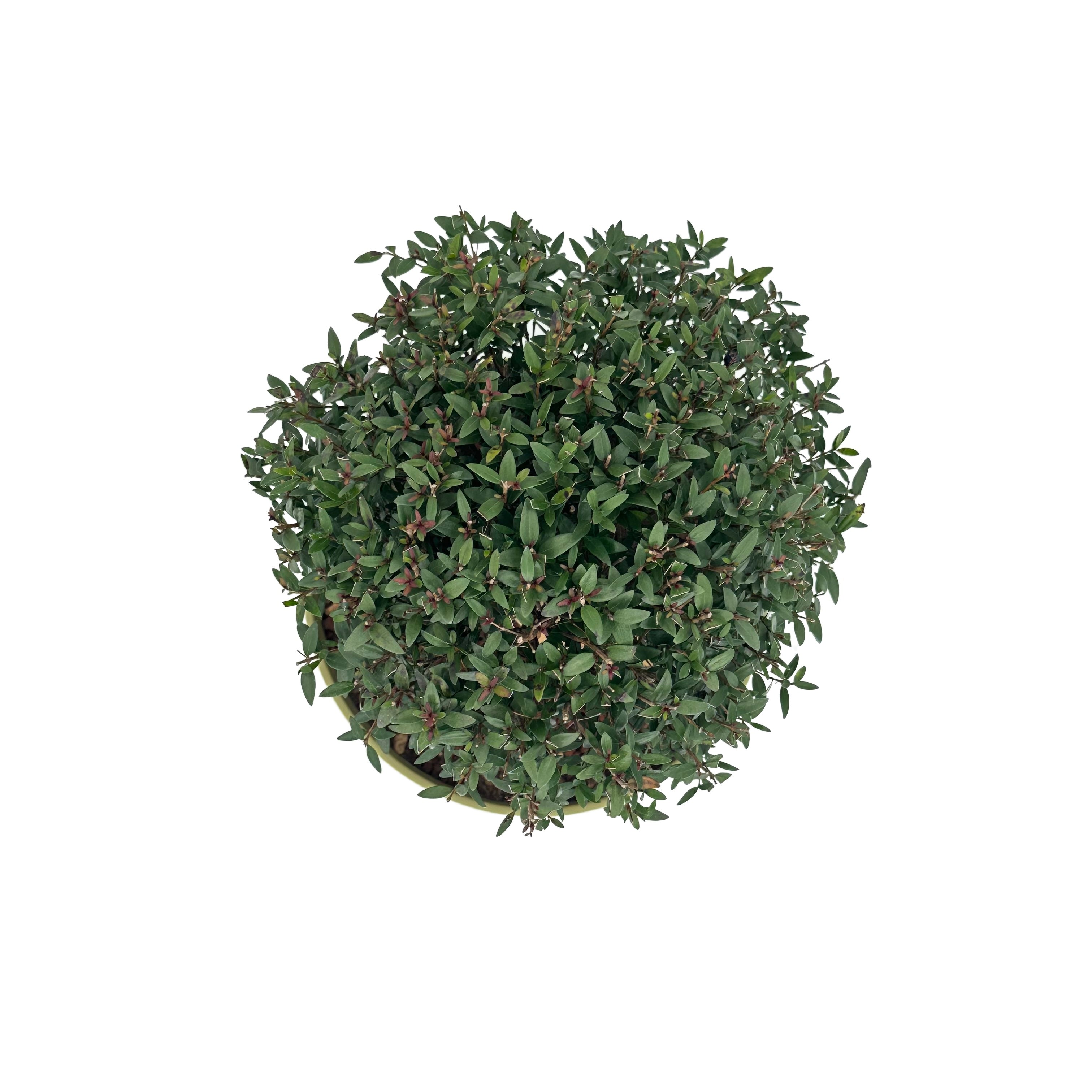 Bonsai di Mirto vaso colorato (Giallo o Verde)
