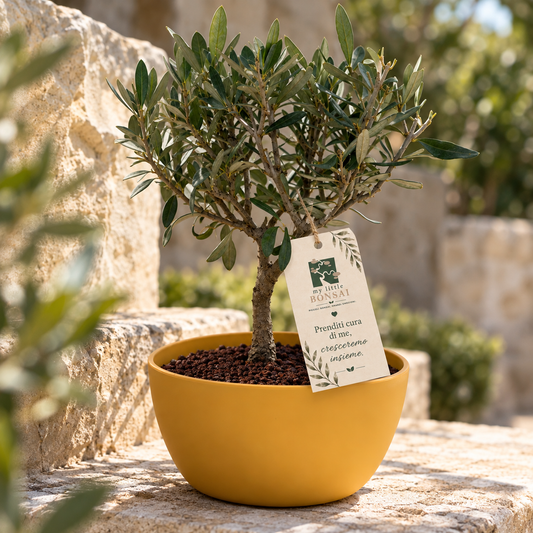 Bonsai di Olivo vaso colorato (Rosa, giallo o verde)
