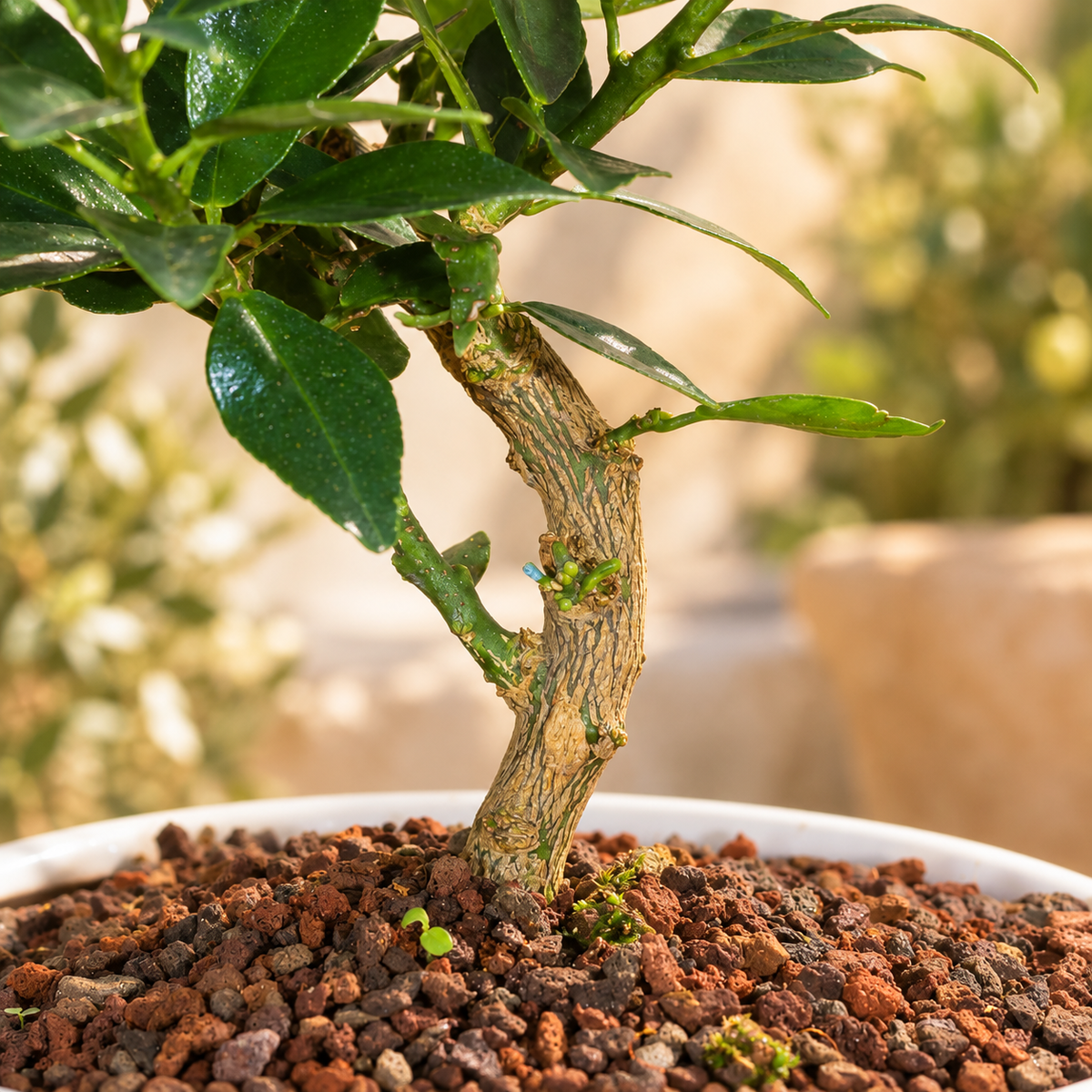 Bonsai di Agrume (Citrus Myrtifolia) – 7 anni | Ciotola Bassa