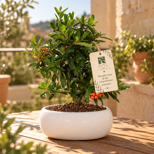 Bonsai di Pyracantha in ciotola bassa - bacche arancioni