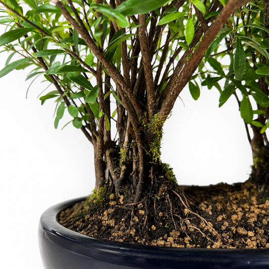 Bonsai di Mirto (Syzygium) – Bonsai da Interno