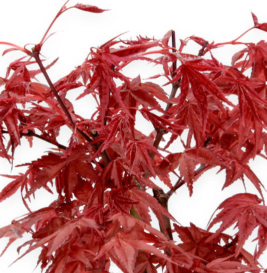 Bonsai di Acero Palmato Deshojo – Acer palmatum