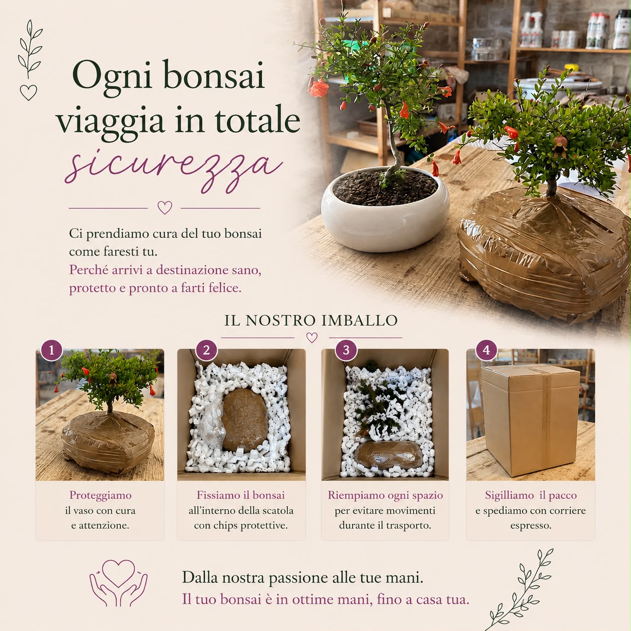 Bonsai di Olmo a palla in vaso quadro bianco