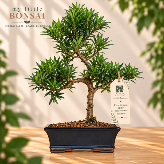 Bonsai Podocarpus Macrophylla – Podocarpo Sempreverde - CM 42