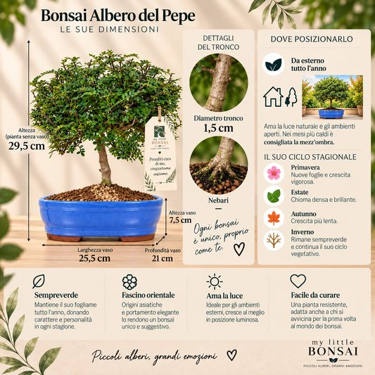 Bonsai Zanthoxylum – Albero del Pepe Sempreverde - CM 37
