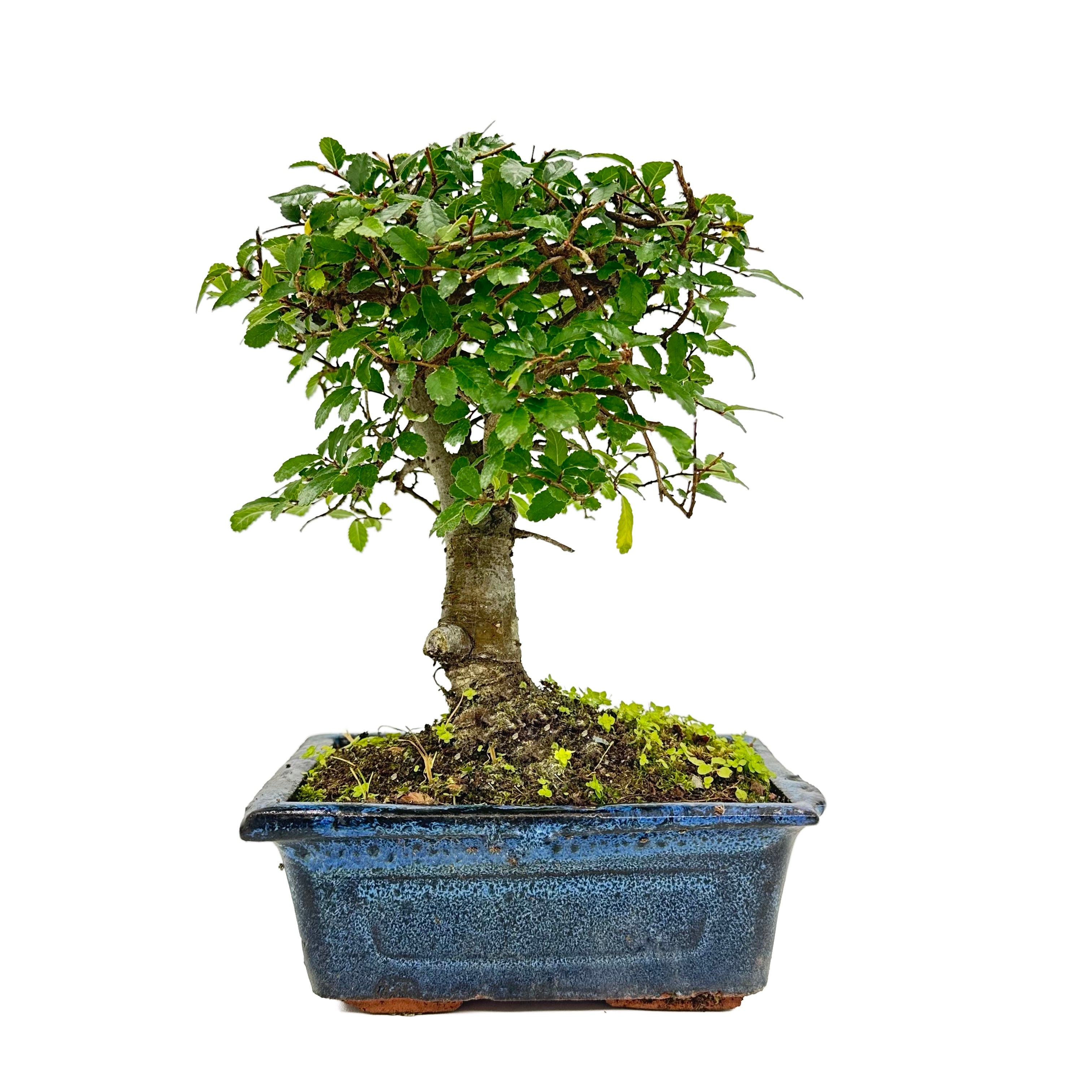 Bonsai di Olmo a palla in vaso cm. 15