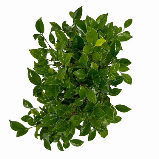 Bonsai di Ficus vaso cm. 25 - My Little Bonsai