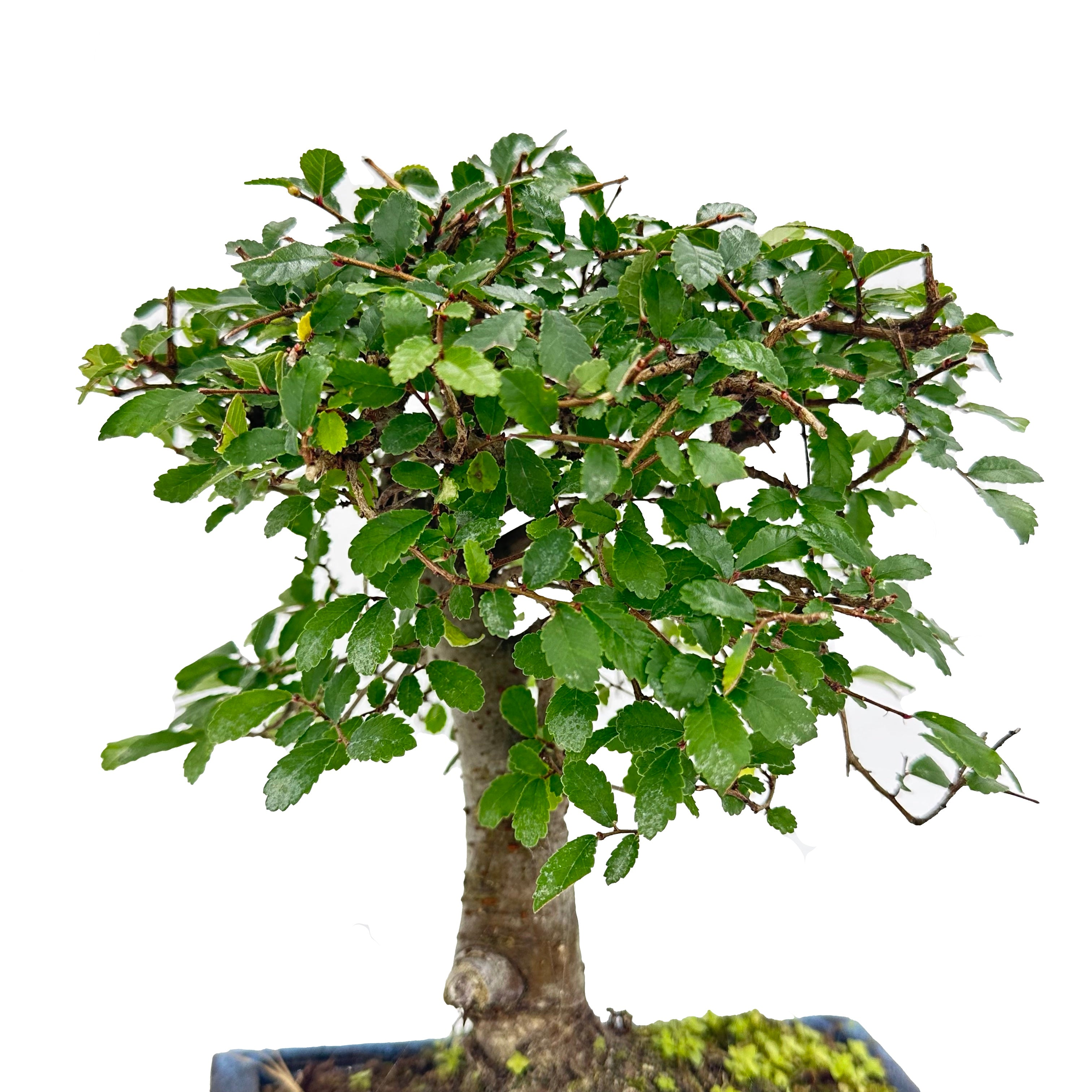 Bonsai di Olmo a palla in vaso cm. 15