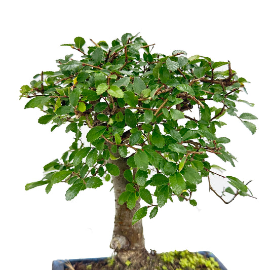 Bonsai di Olmo a palla in vaso quadro bianco cm. 15 - My Little BonsaiOlmo a palla bonsai Immagine di un bonsai di olmo a palla Bonsai di olmo a palla in vendita Olmo a palla bonsai in miniatura Bonsai di olmo a palla da interno Bonsai di olmo a palla da esterno Olmo a palla bonsai suggestivo Olmo a palla bonsai per principianti Bonsai di olmo a palla per regali Olmo a palla bonsai di alta qualità Bonsai di olmo a palla autentico Olmo a palla bonsai resistente