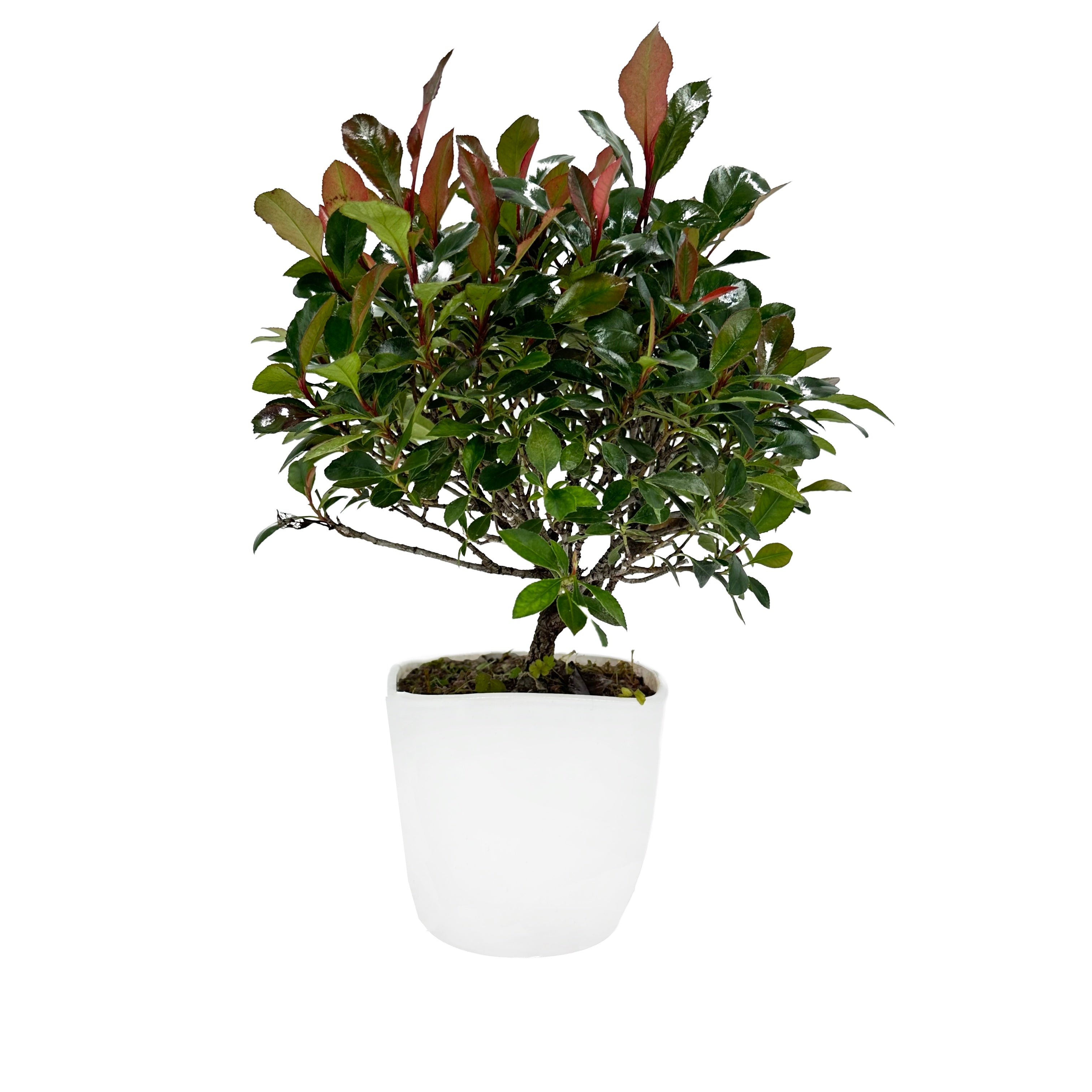 Bonsai di Photinia nana in vaso cubico bianco