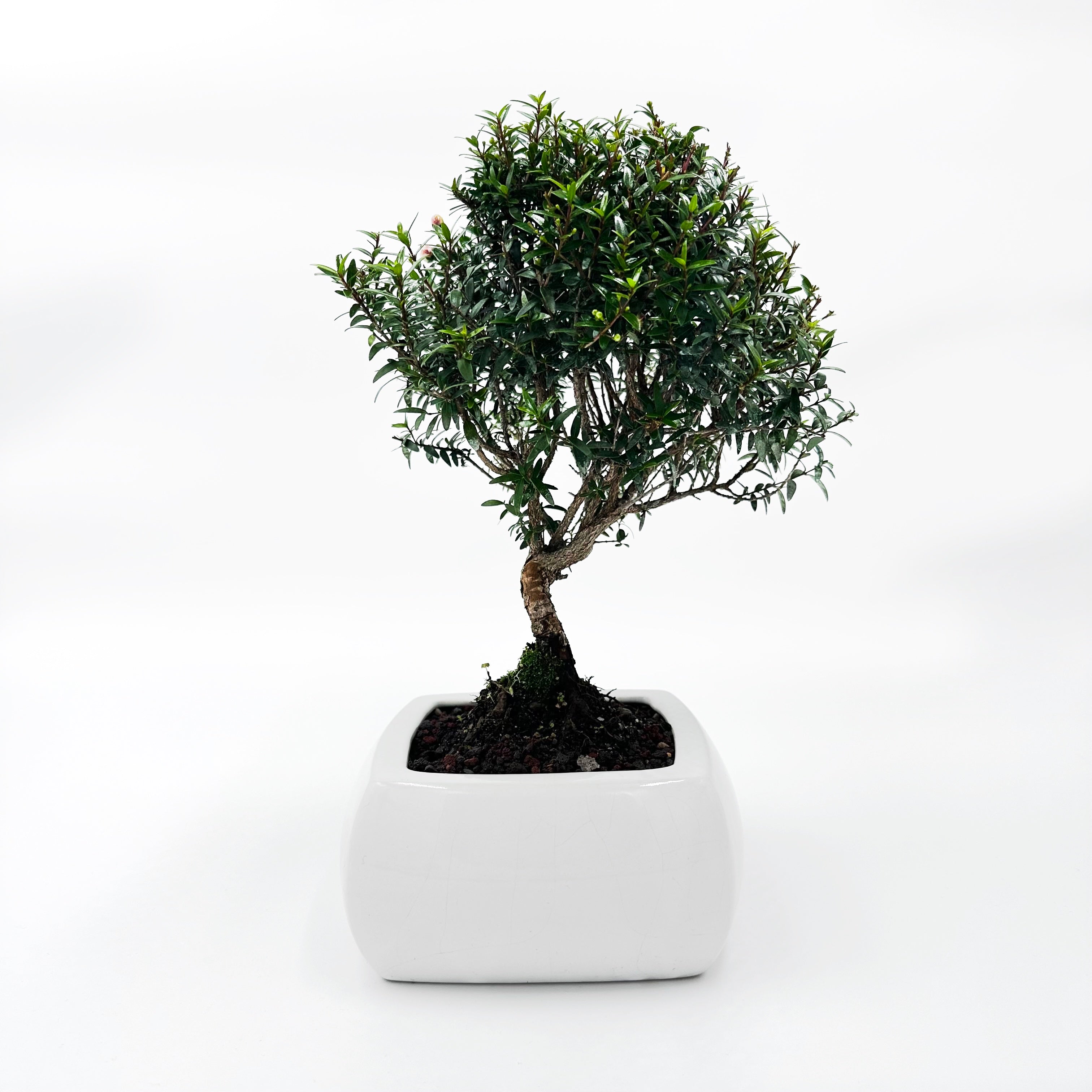 Bonsai di Mirto in vaso quadro bianco