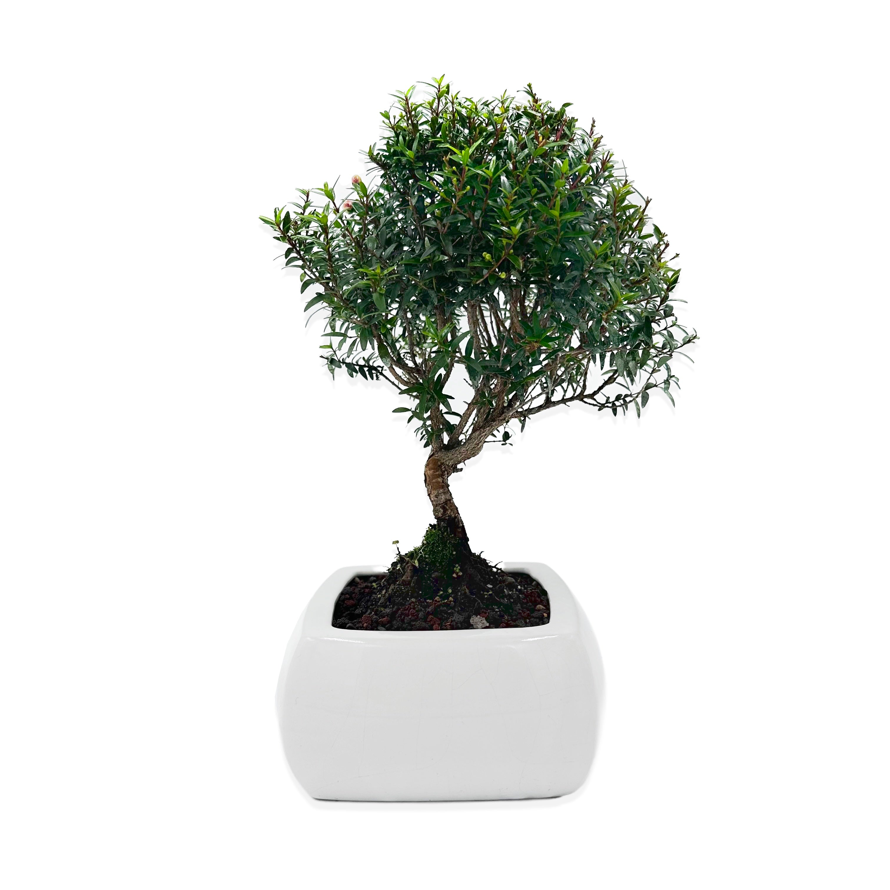 Bonsai di Mirto in vaso quadro bianco