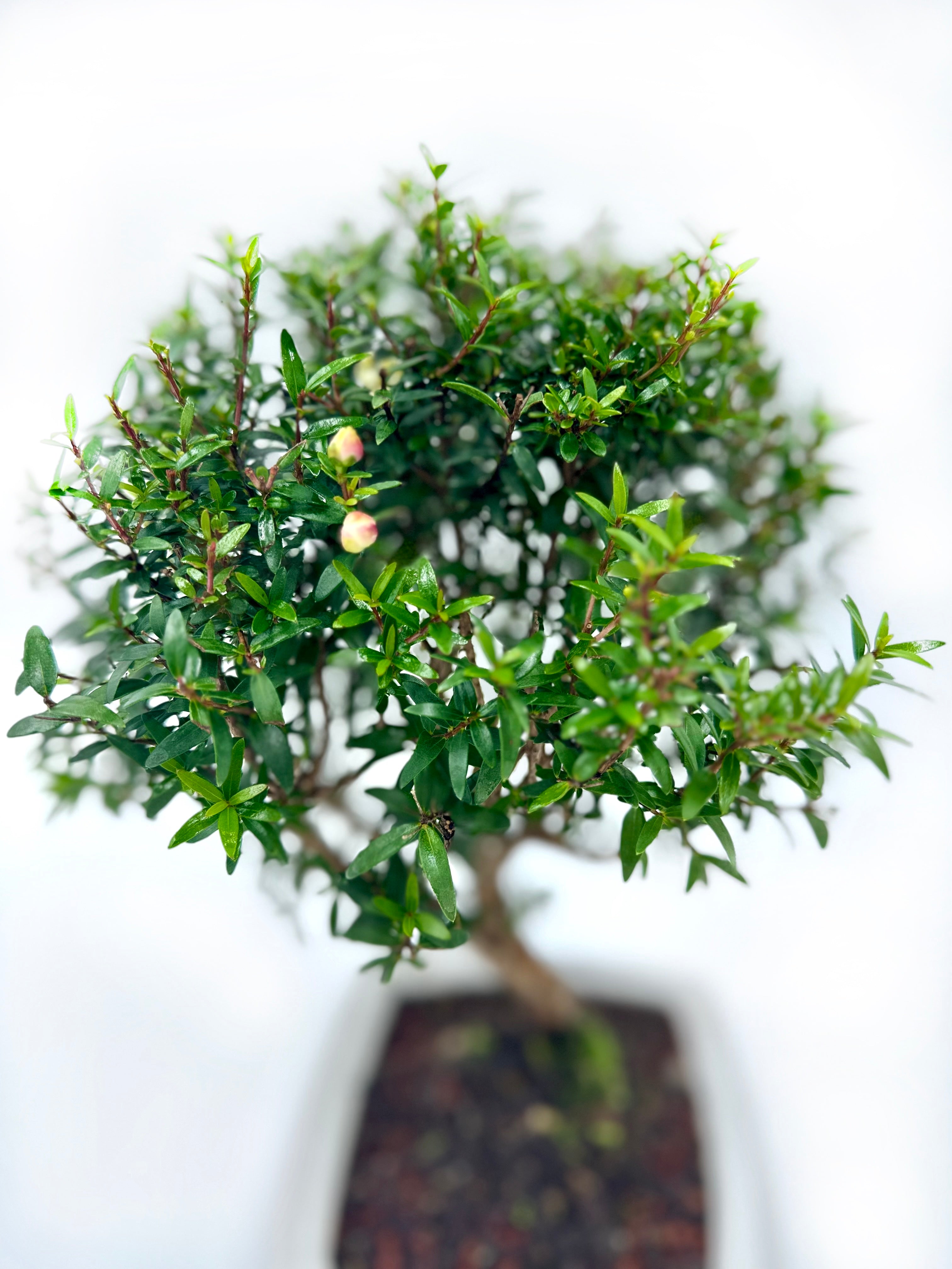 Bonsai di Mirto in vaso quadro bianco