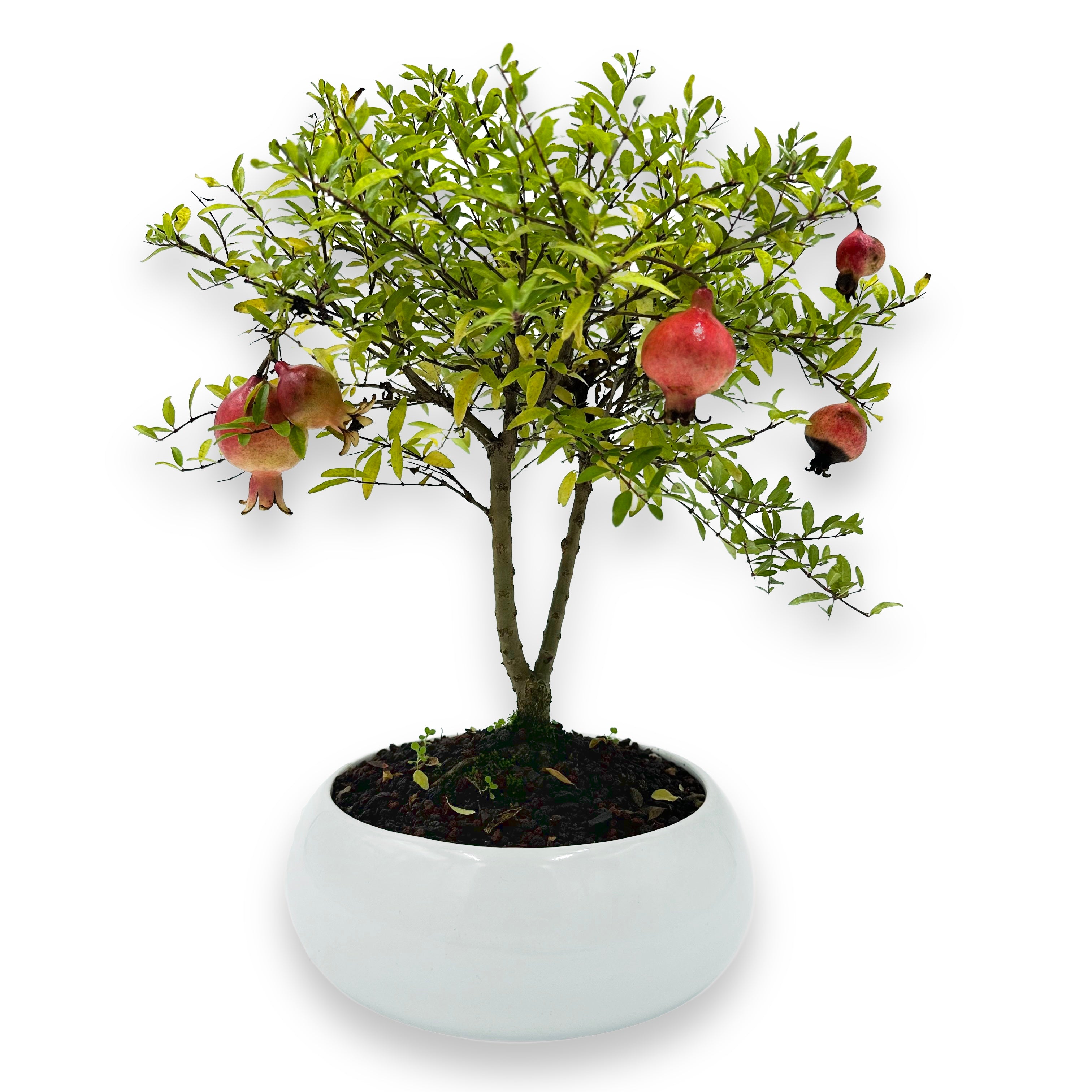 Bonsai di Melograno in ciotola bassa
