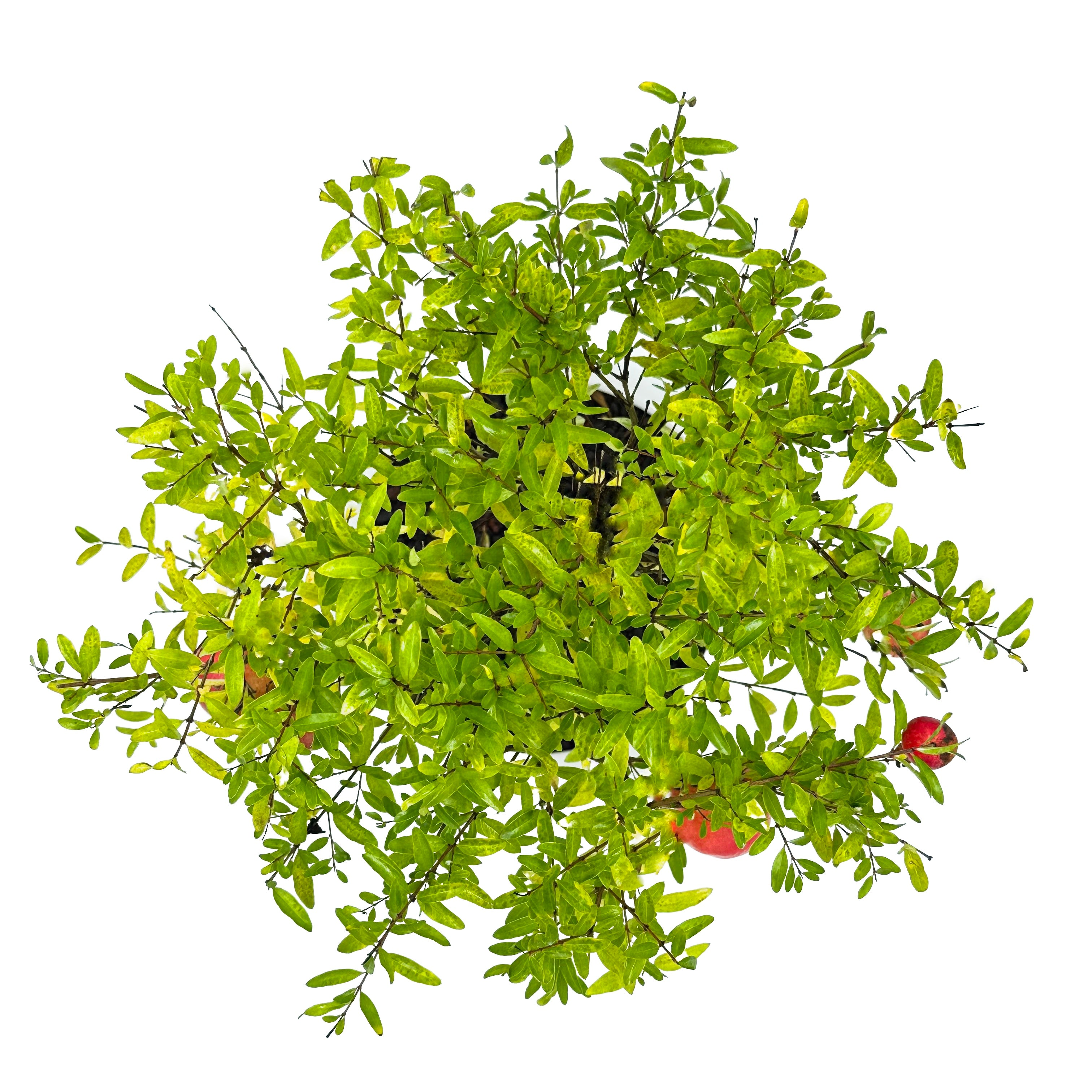 Bonsai di Melograno in ciotola bassa