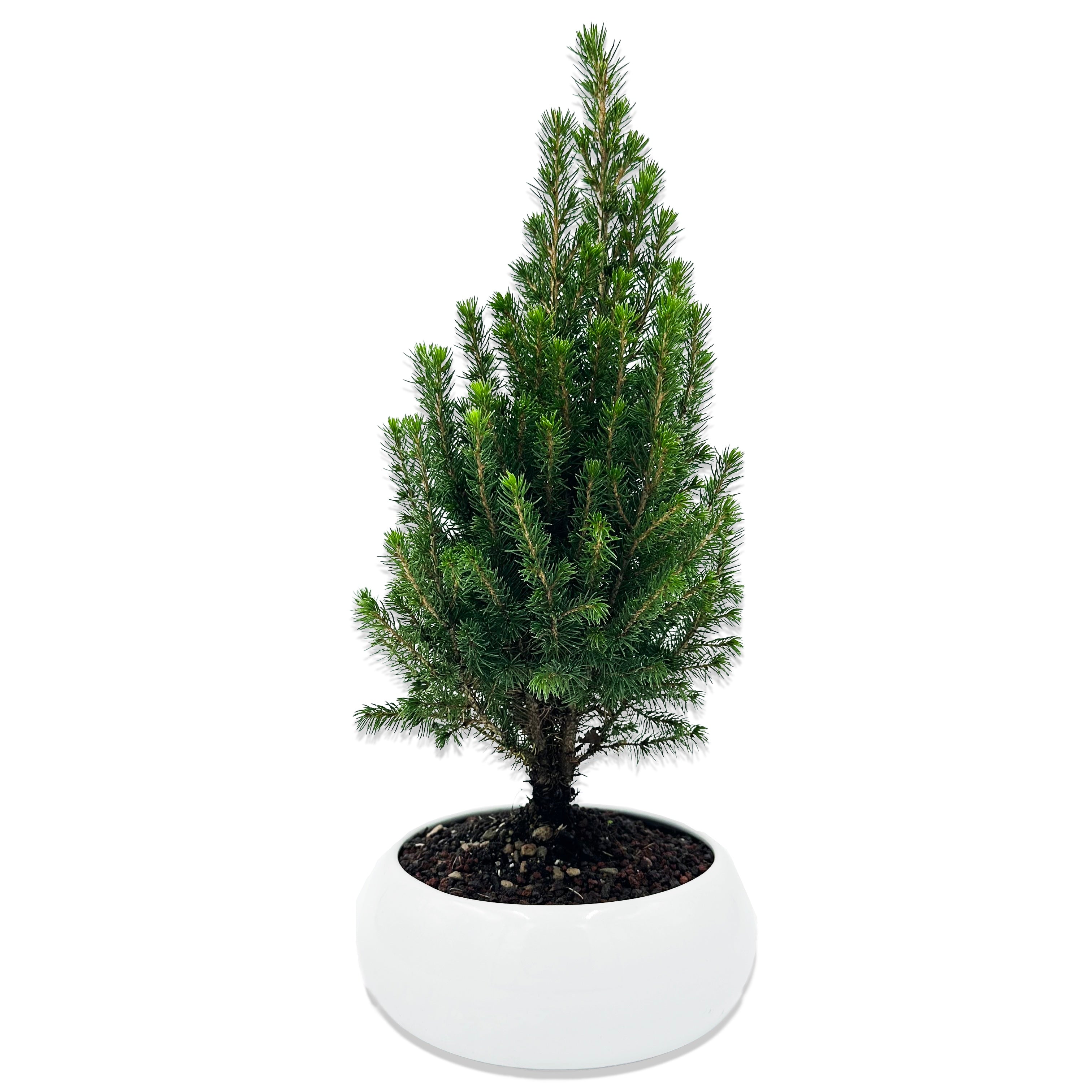 Bonsai di Abete in ciotola bassa con decorazioni natalizie. Idea regalo Natale