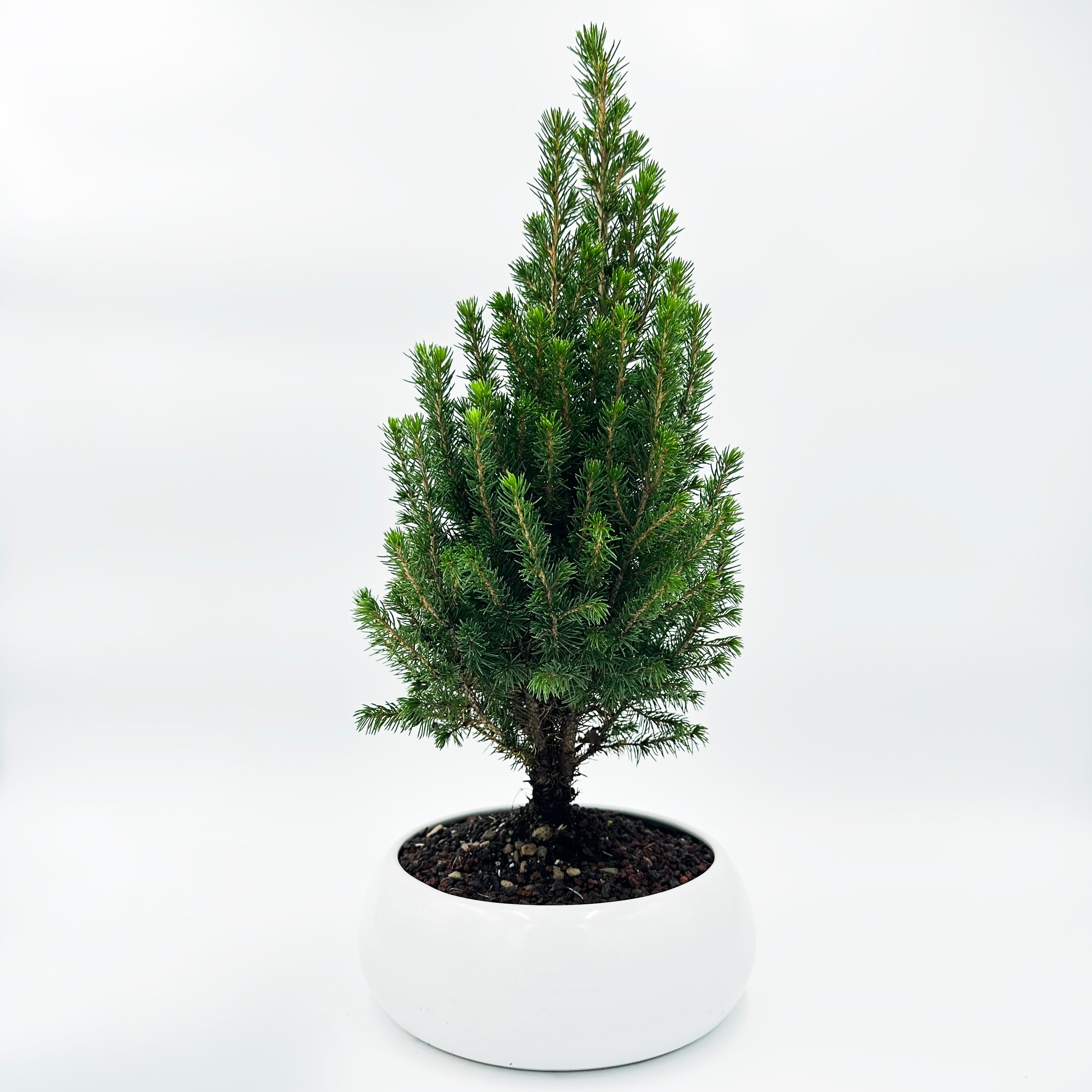 Bonsai di Abete in ciotola bassa con decorazioni natalizie. Idea regalo Natale