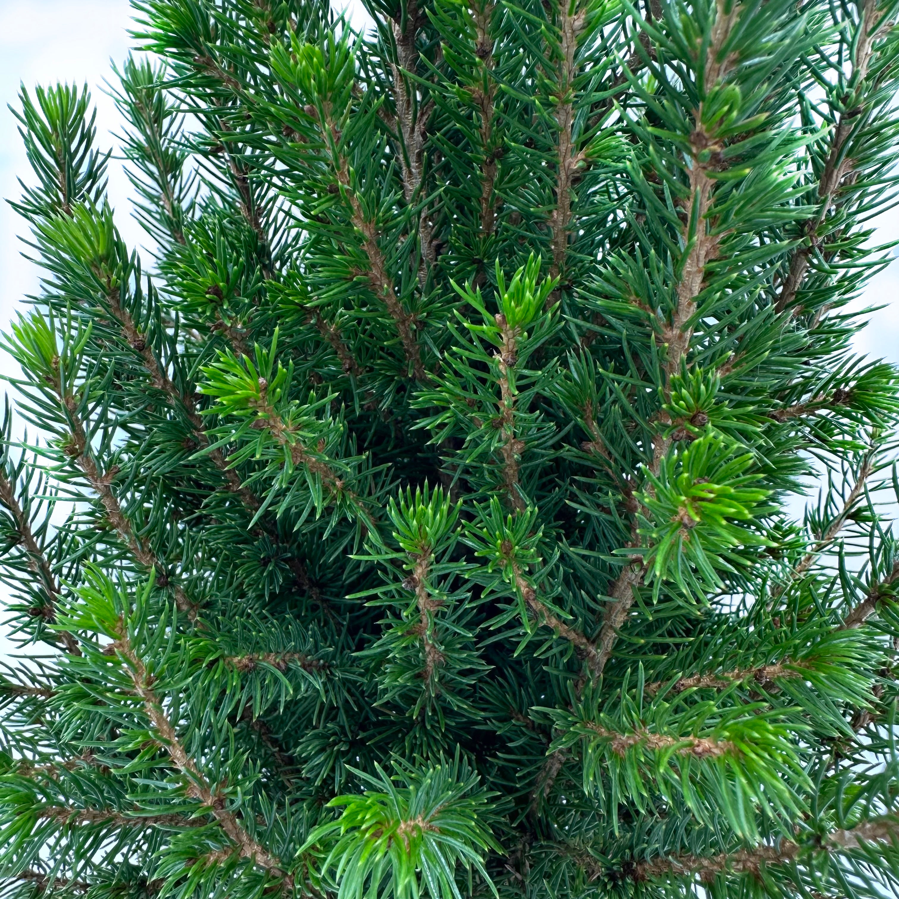 Bonsai di Abete in ciotola bassa con decorazioni natalizie. Idea regalo Natale