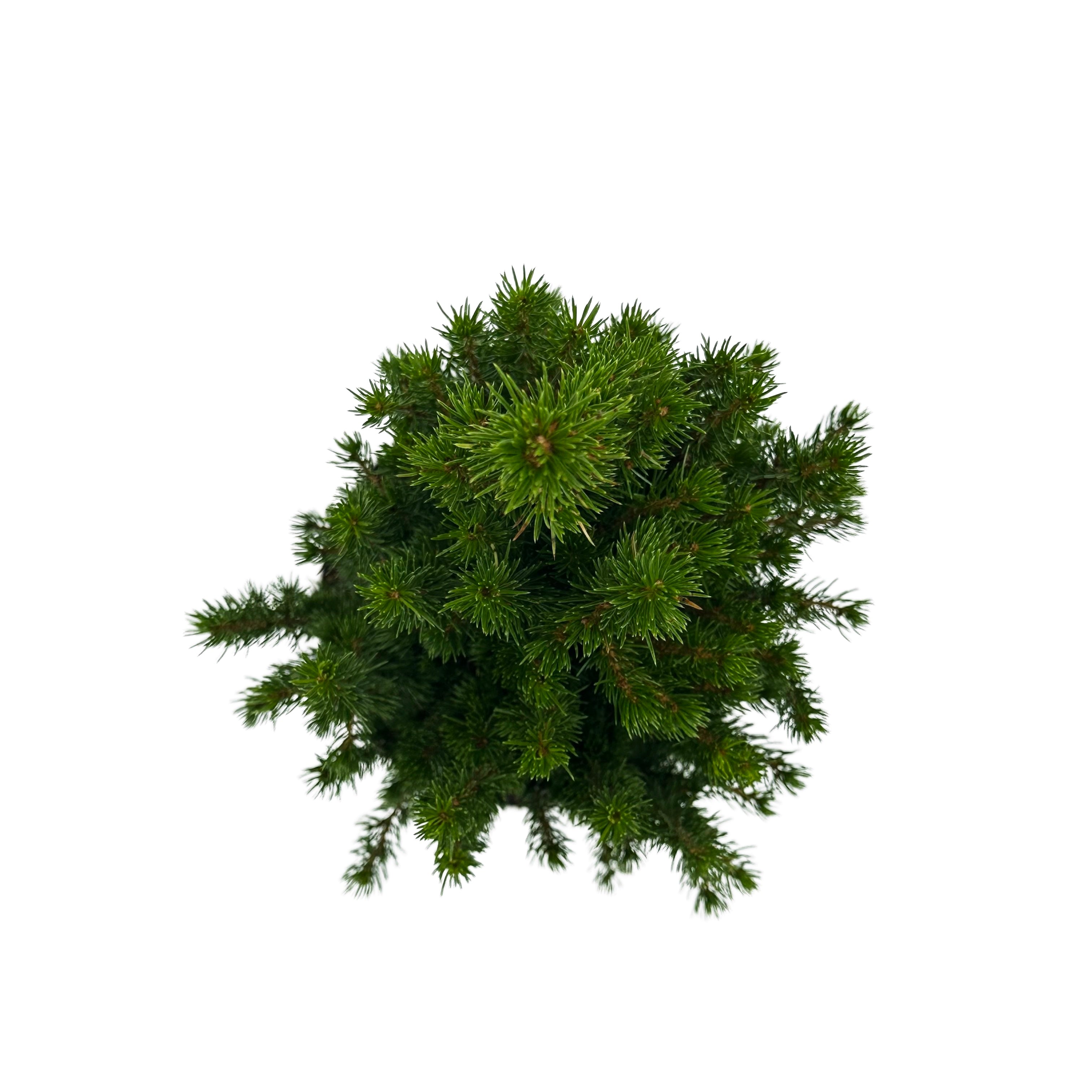 Bonsai di Abete in ciotola bassa con decorazioni natalizie. Idea regalo Natale