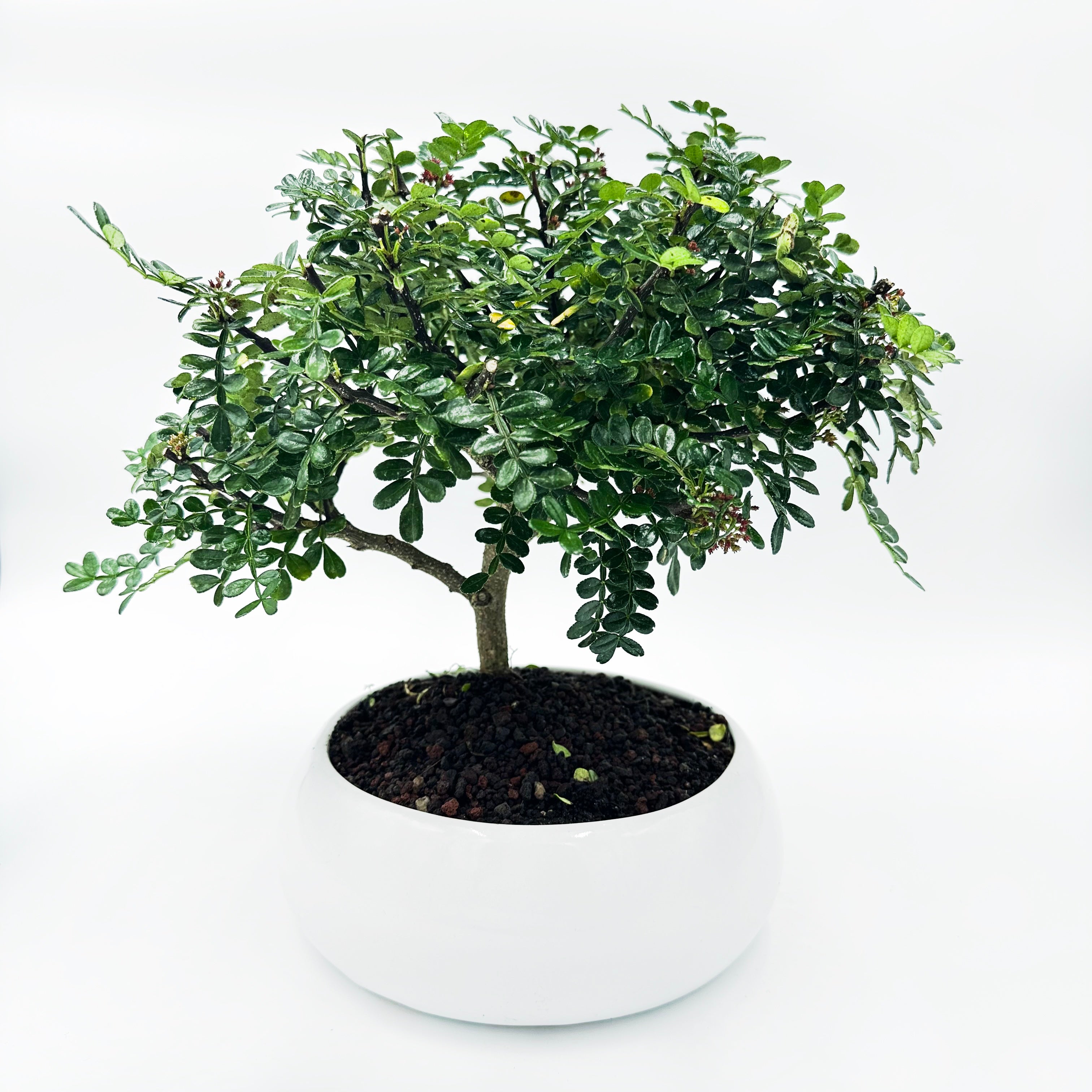 Bonsai di Pepper in ciotola bassa