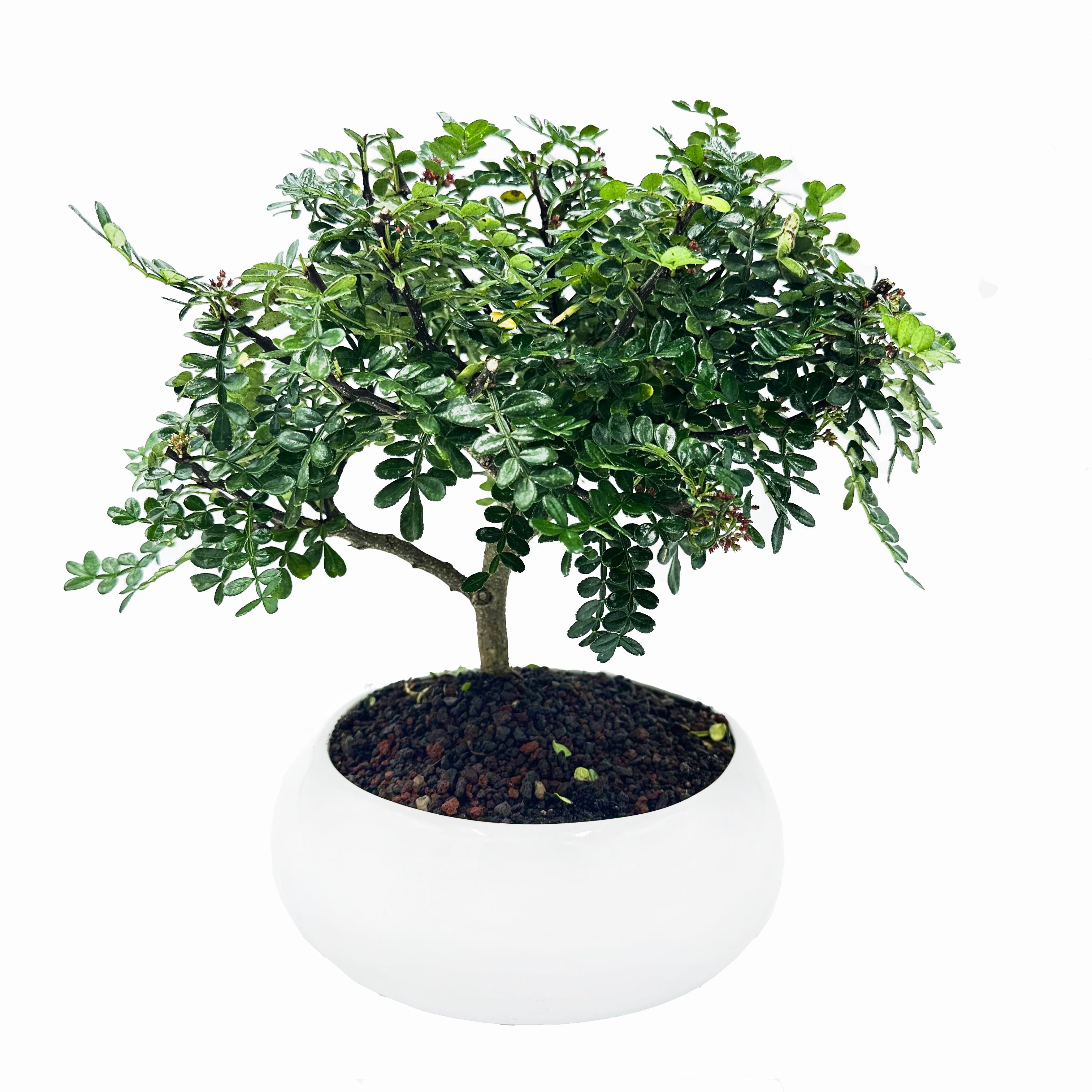 Bonsai di Pepper in ciotola bassa
