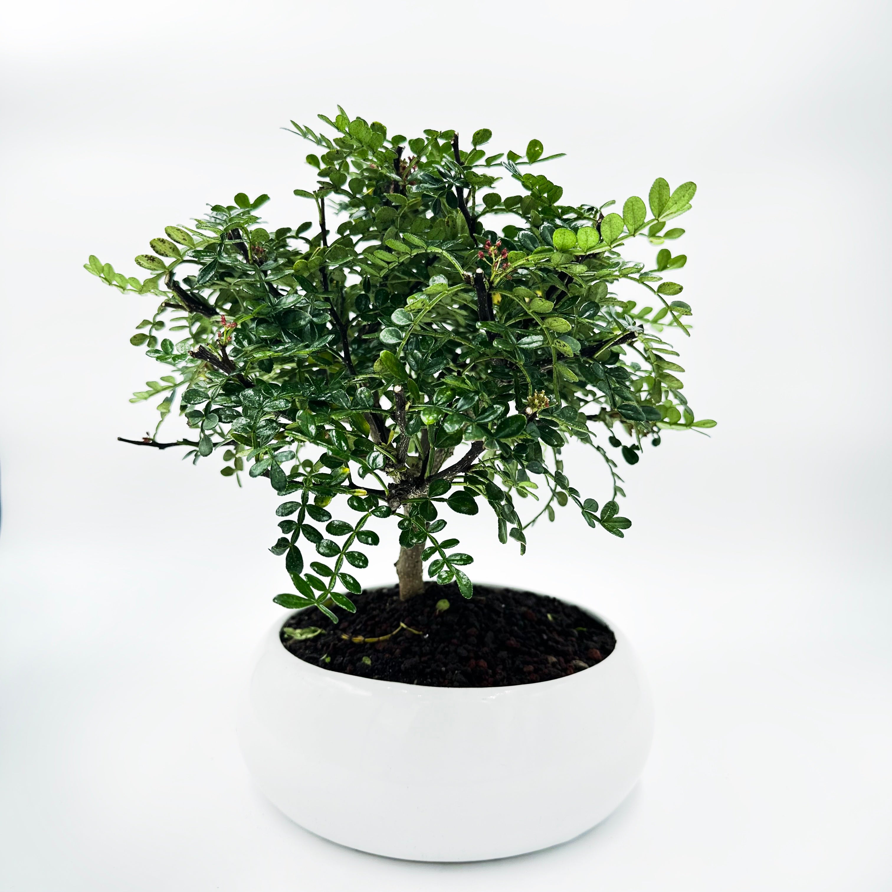 Bonsai di Pepper in ciotola bassa