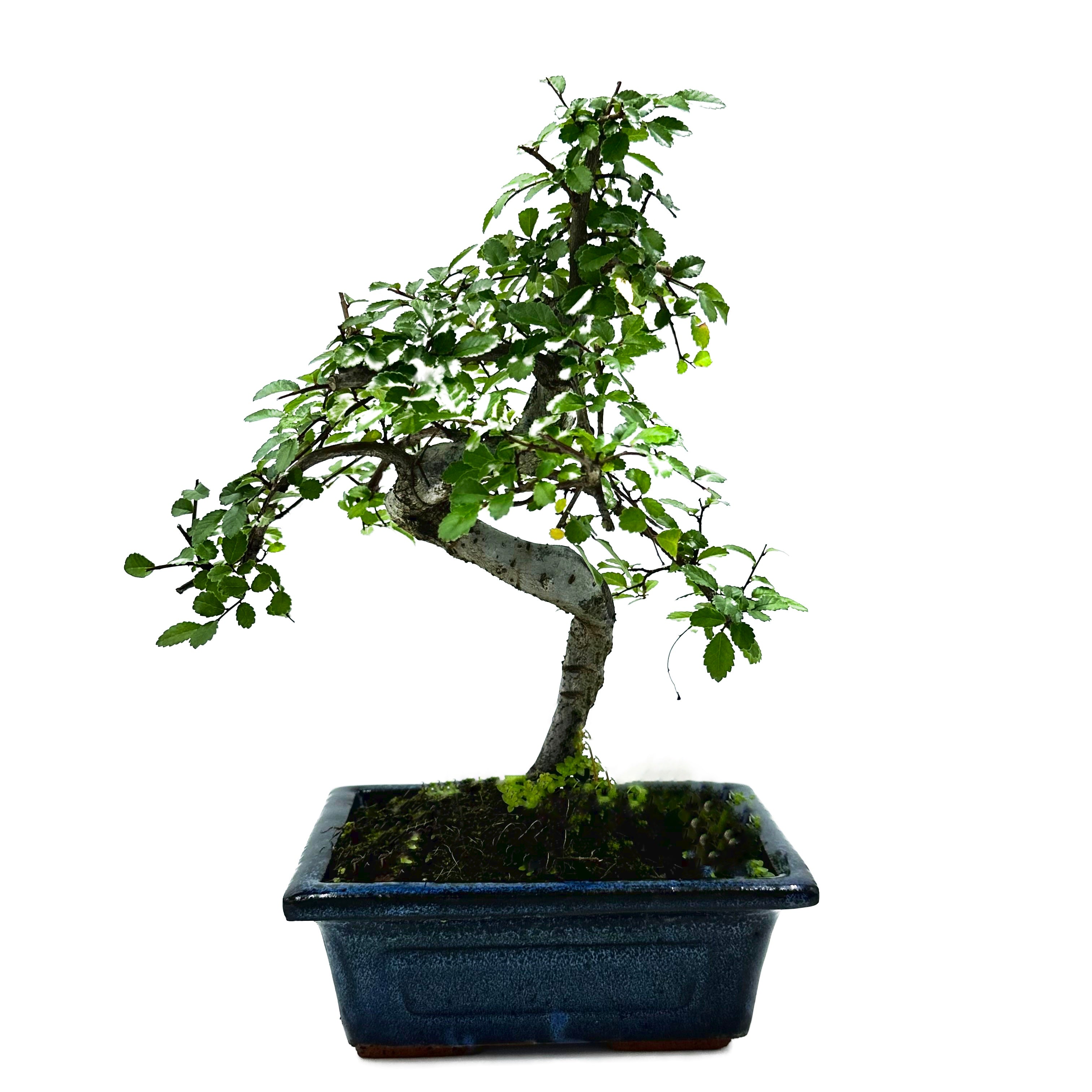 Bonsai di Olmo Cinese vaso cm. 15