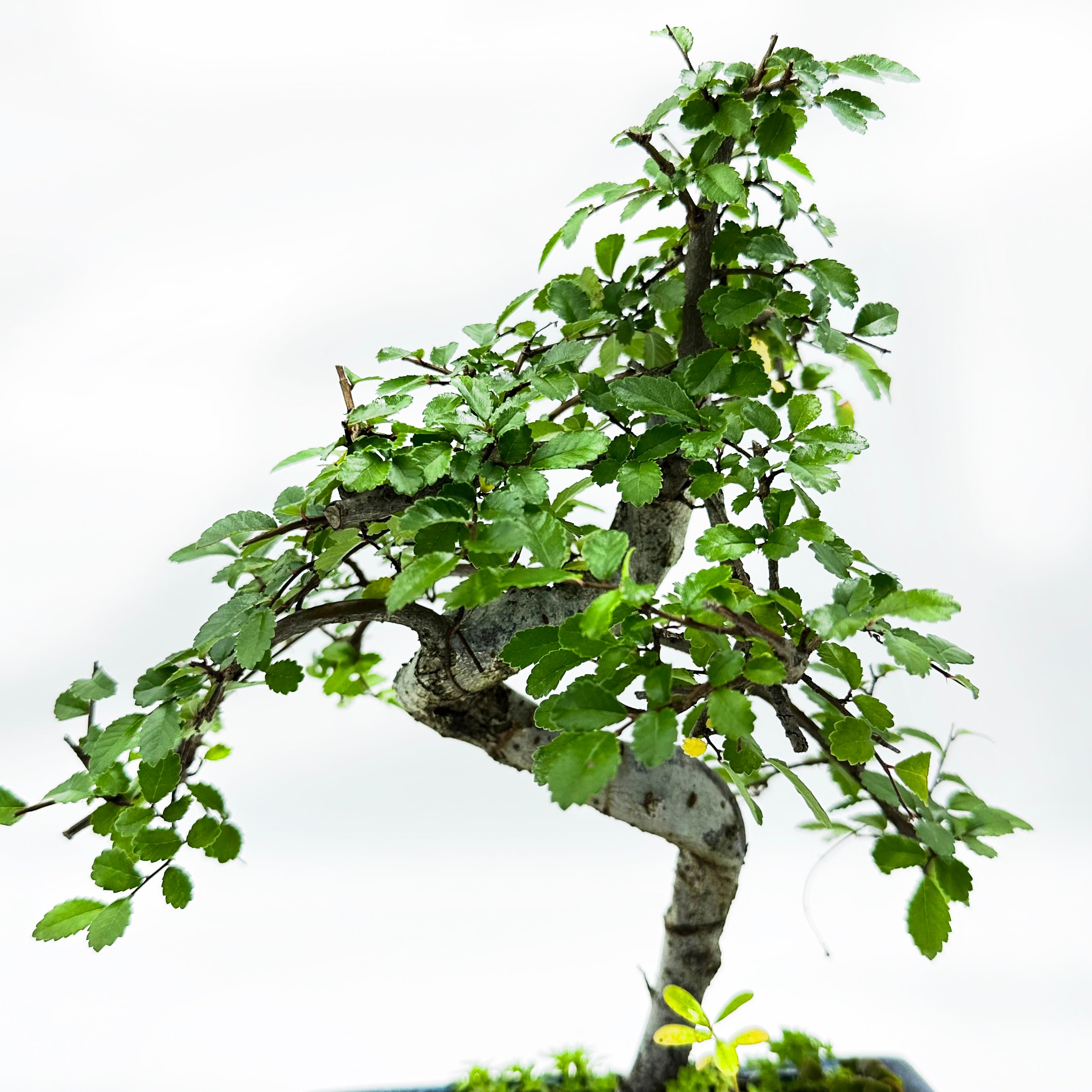 Bonsai di Olmo in vaso quadro bianco cm. 15