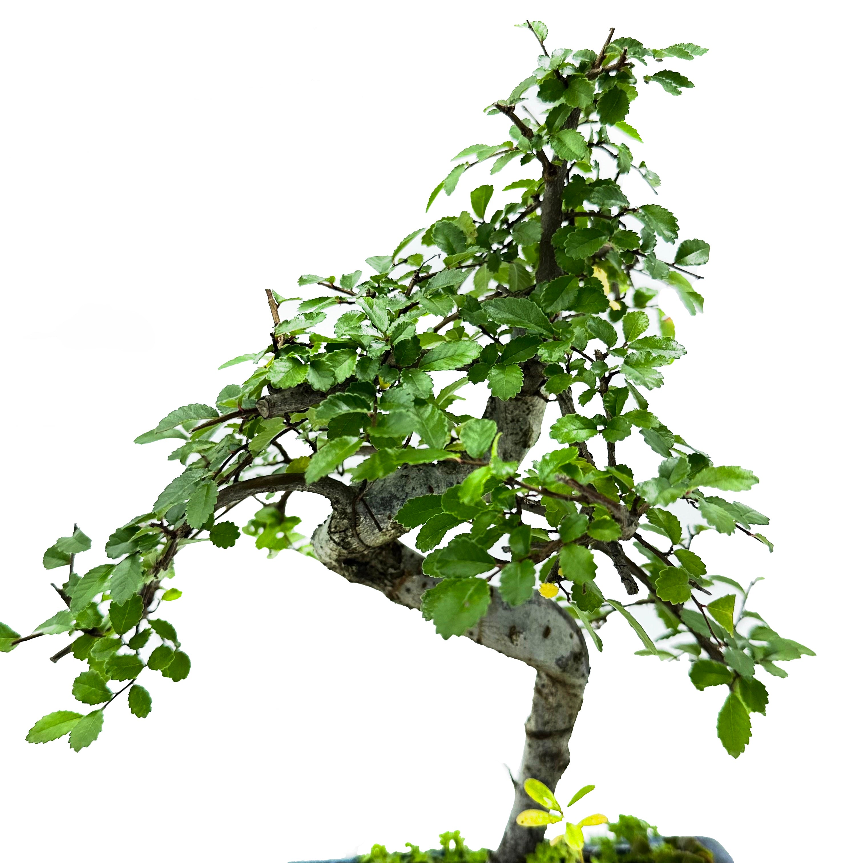 Bonsai di Olmo Cinese vaso cm. 15