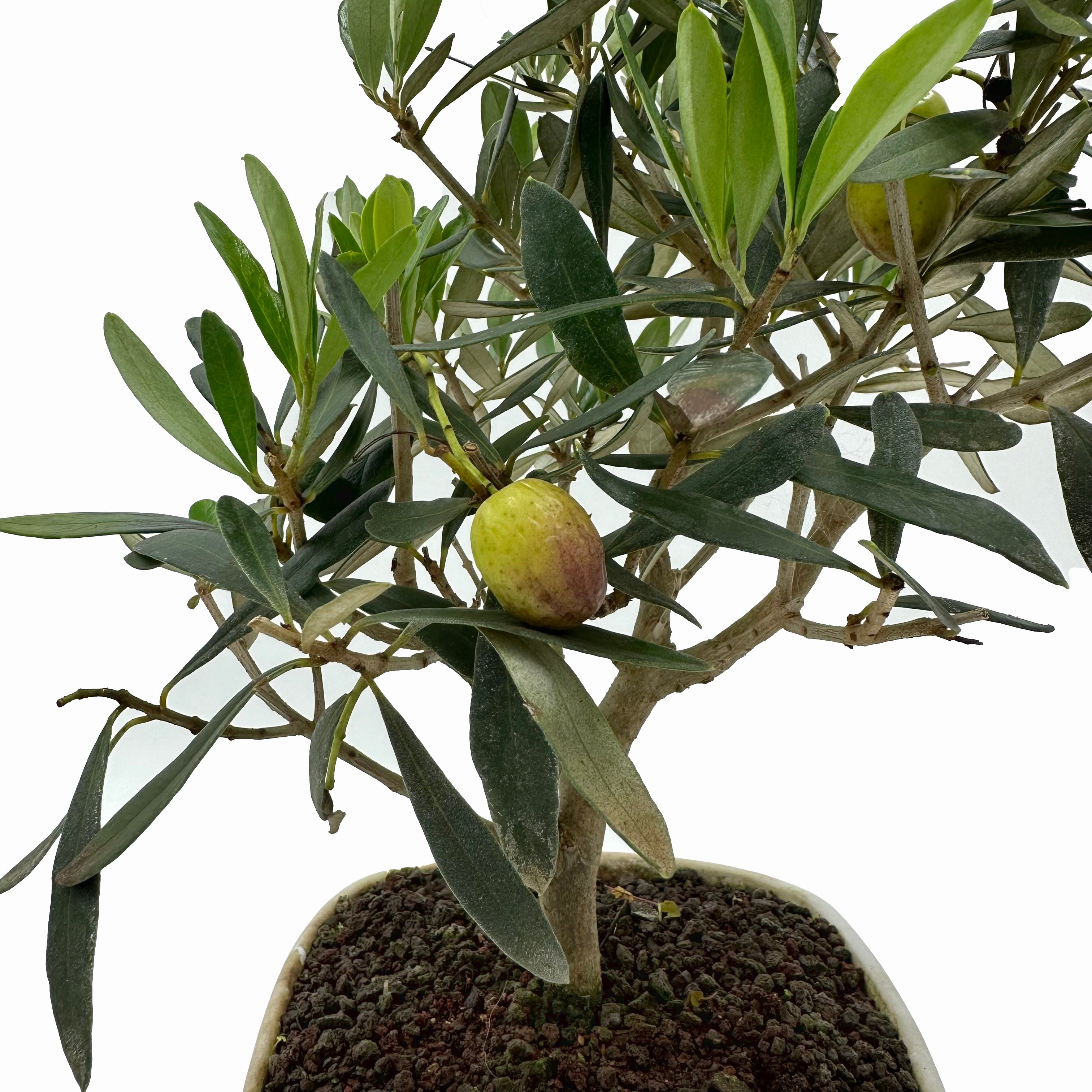 Bonsai di Olivo in vaso quadrato
