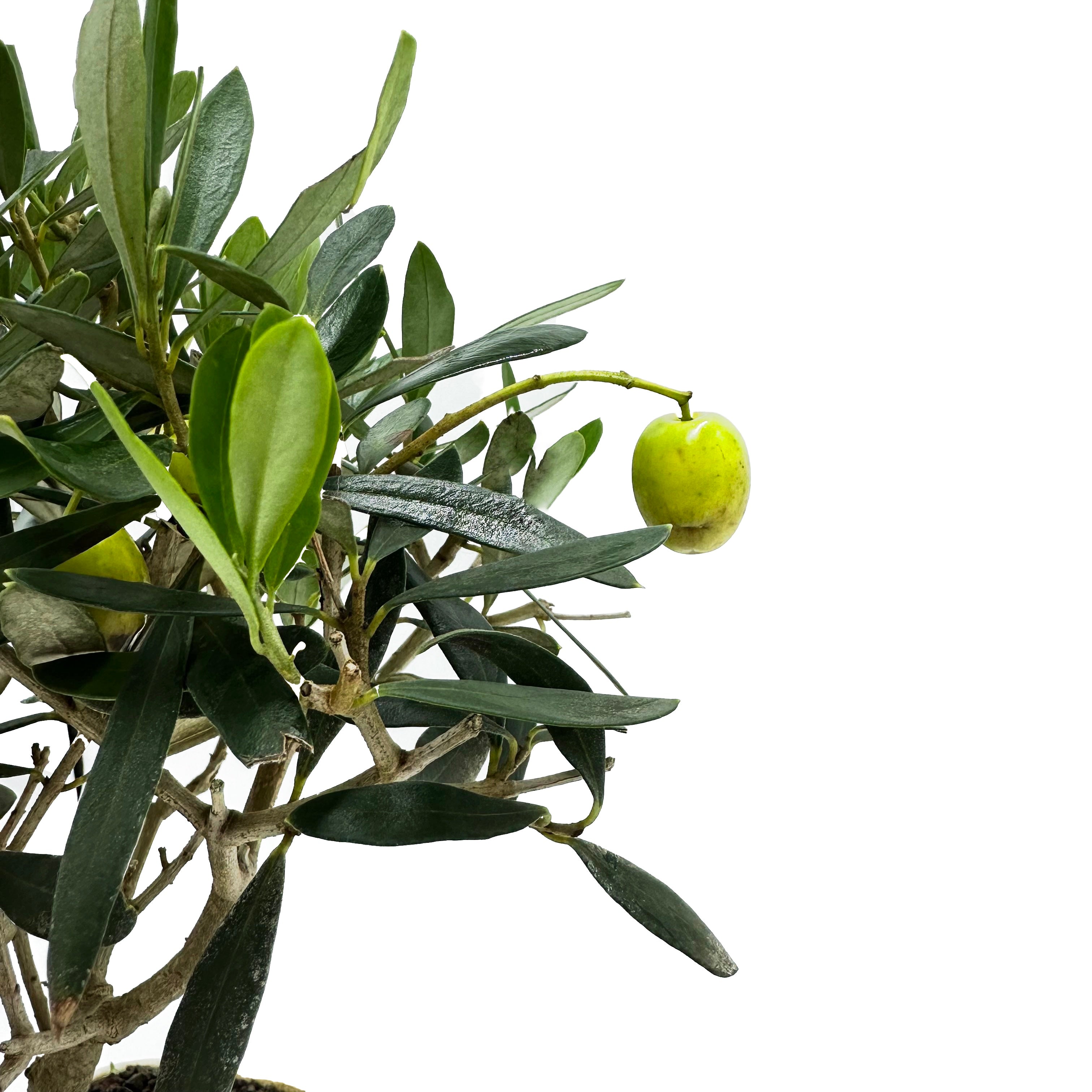 Bonsai di Olivo in vaso quadro bianco