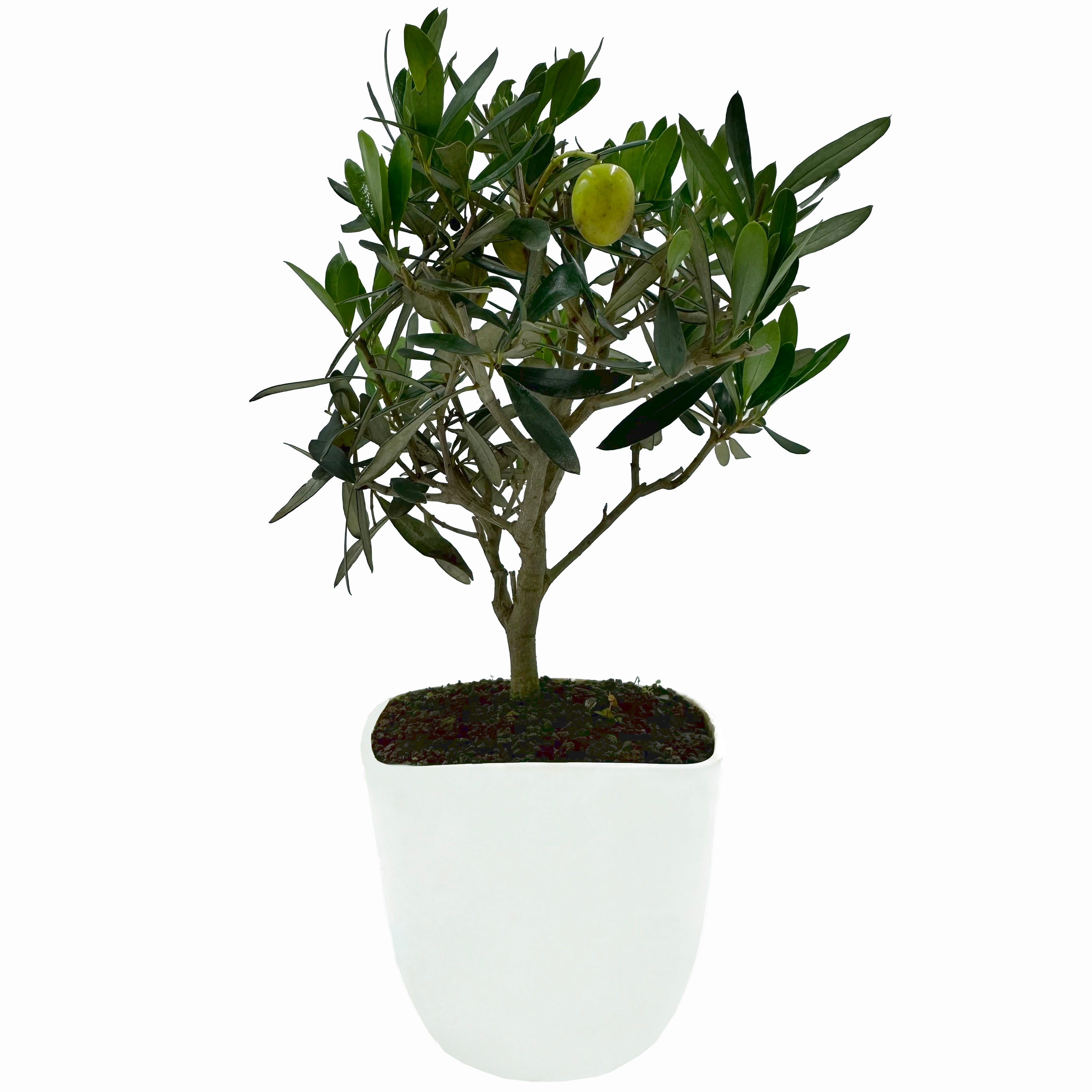 Bonsai di Olivo in vaso quadrato
