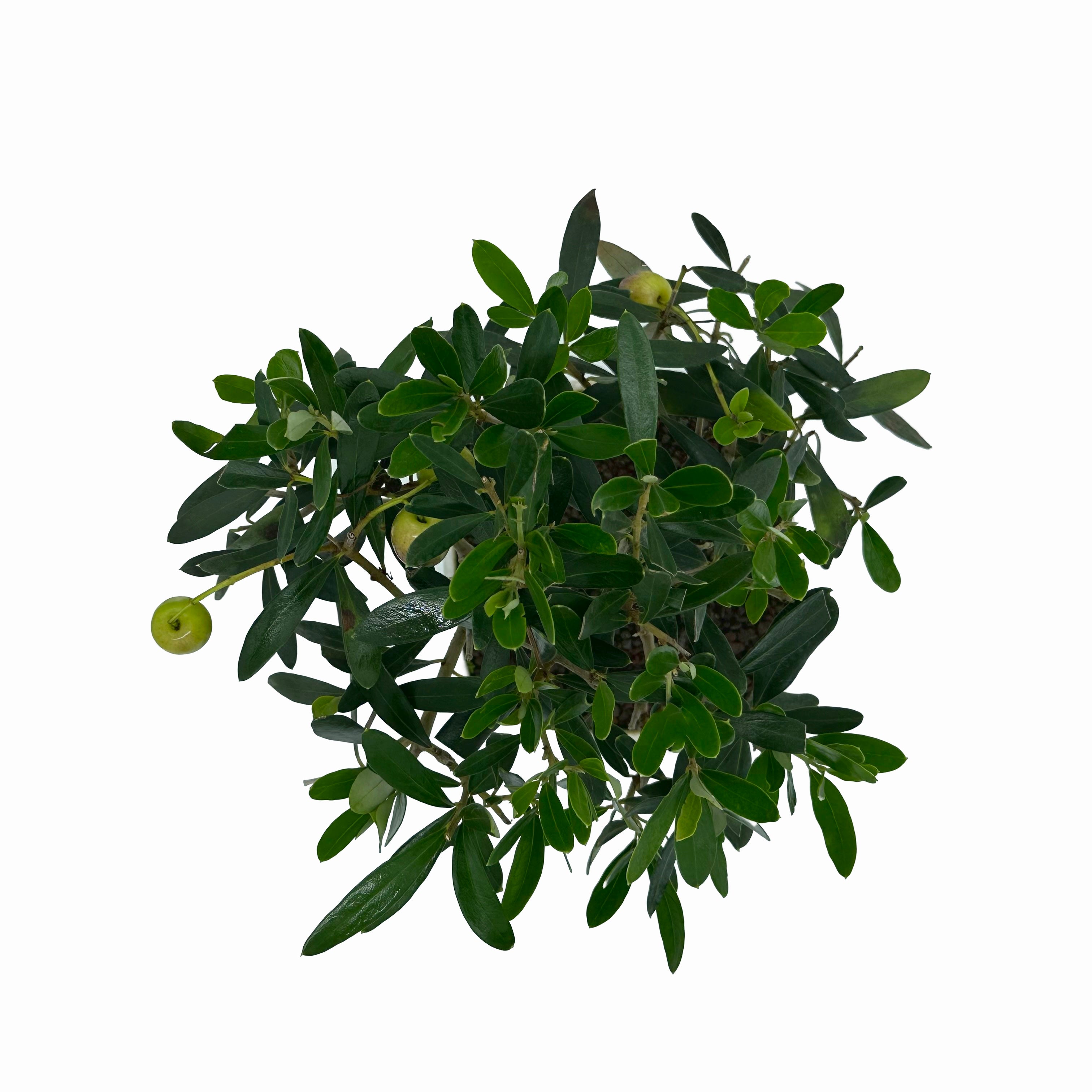 Bonsai di Olivo in vaso quadrato