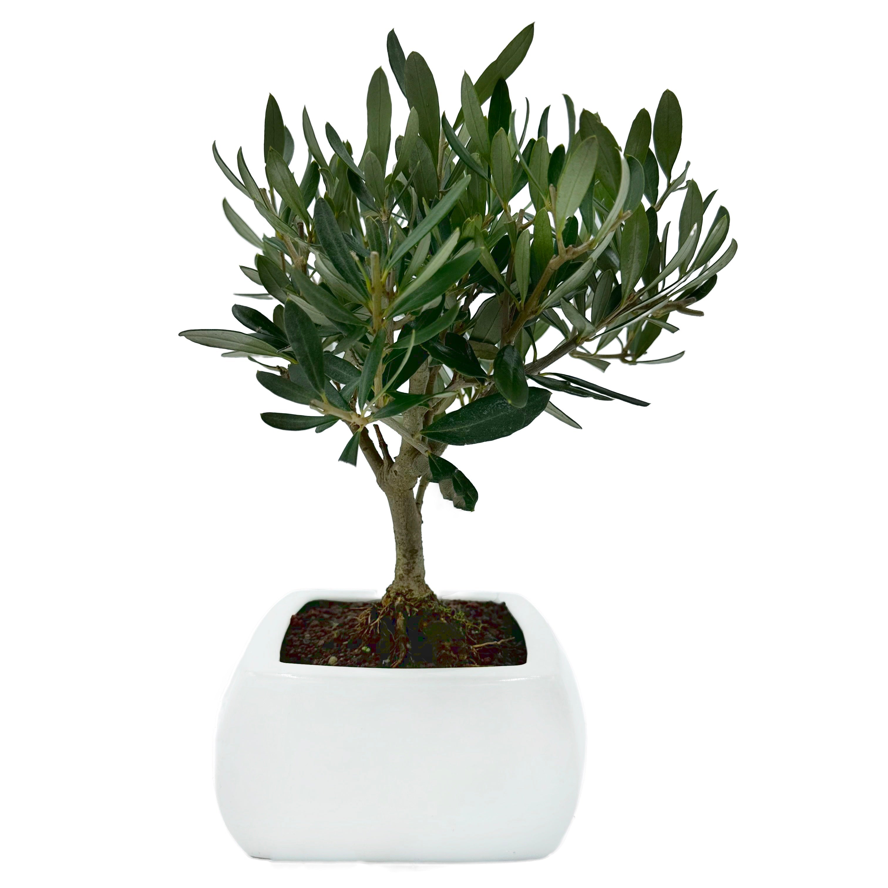 Bonsai di Olivo in vaso quadro bianco