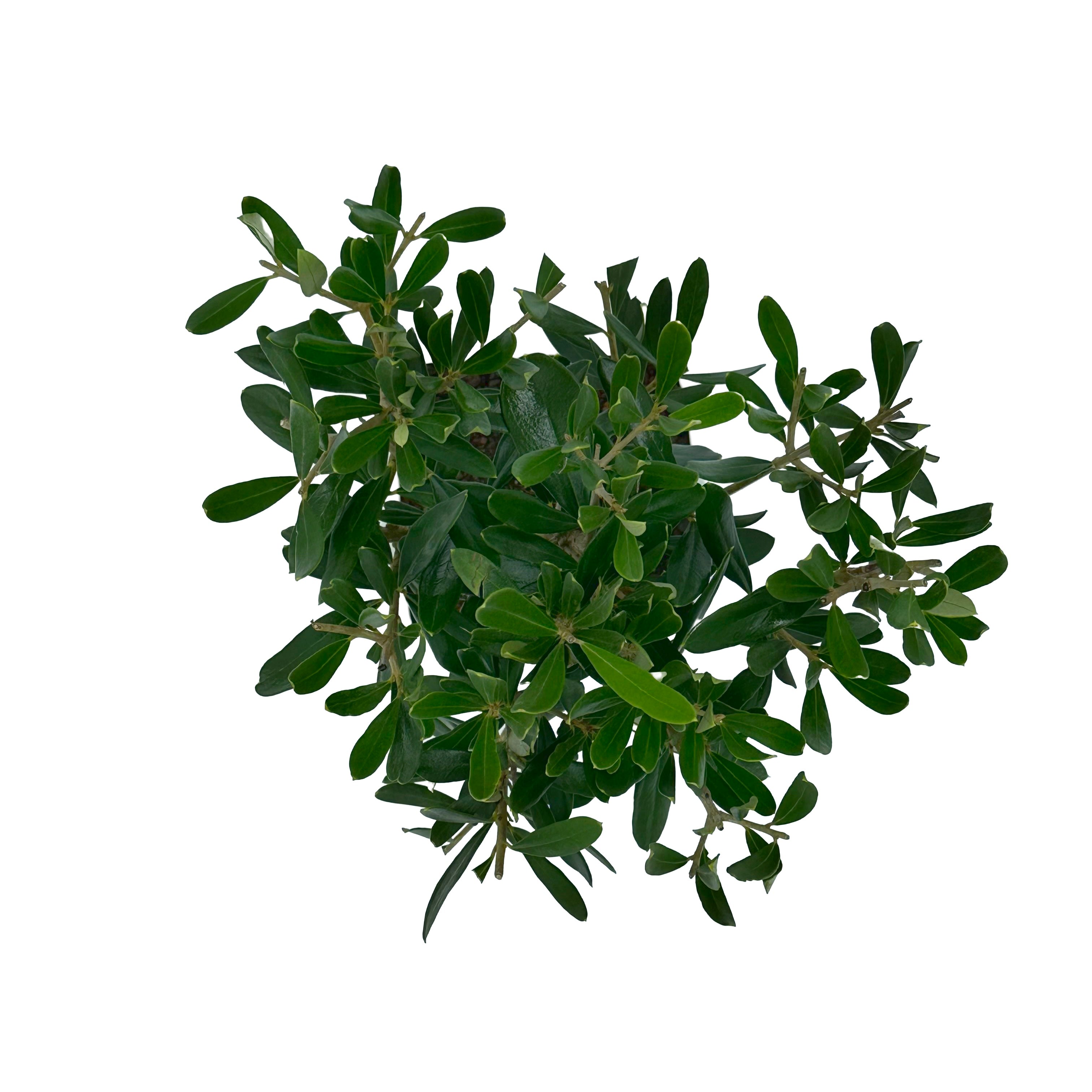 Bonsai di Olivo in vaso quadro bianco