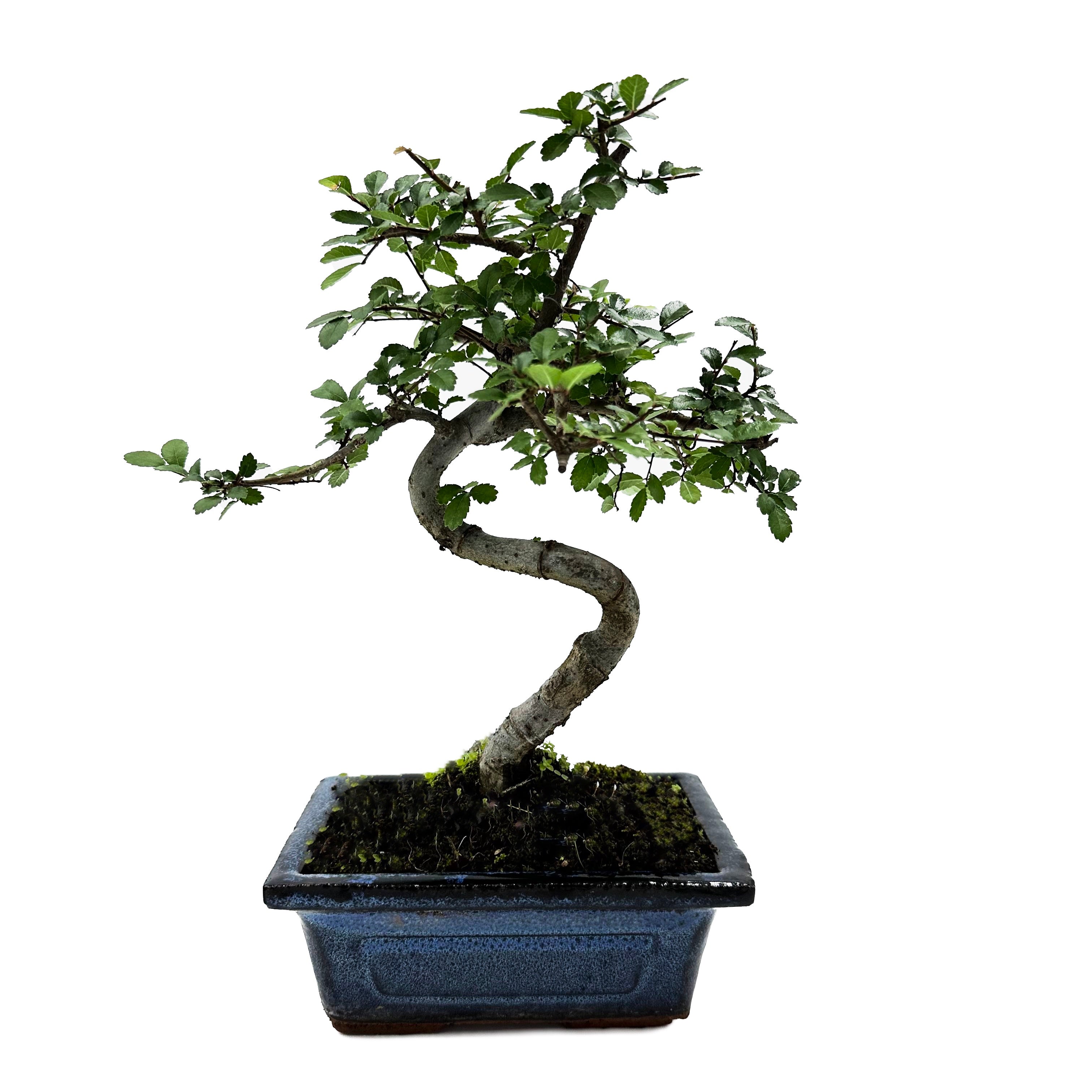 Bonsai di Olmo Cinese vaso cm. 15