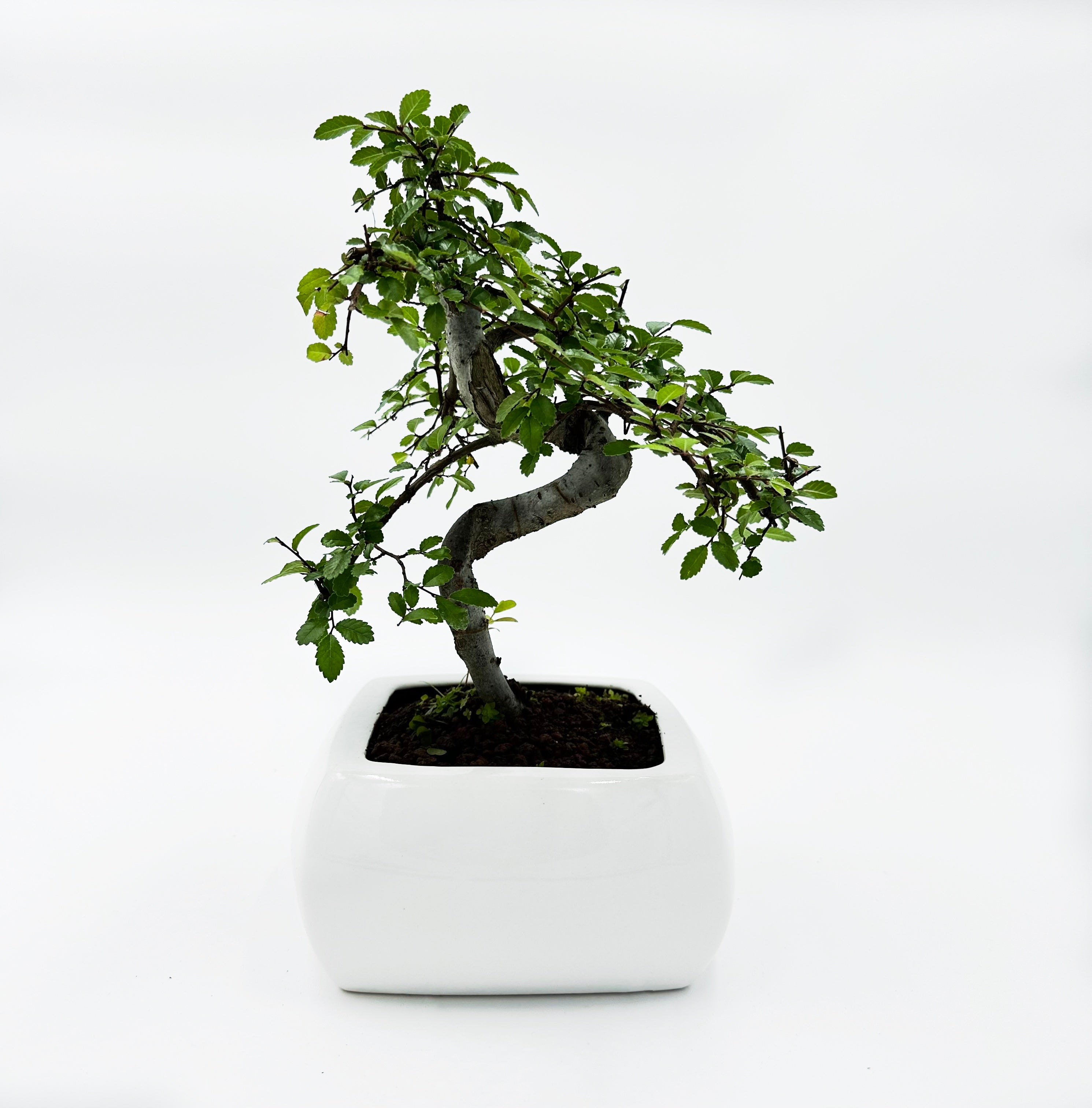 Bonsai di Olmo in vaso quadro bianco cm. 15