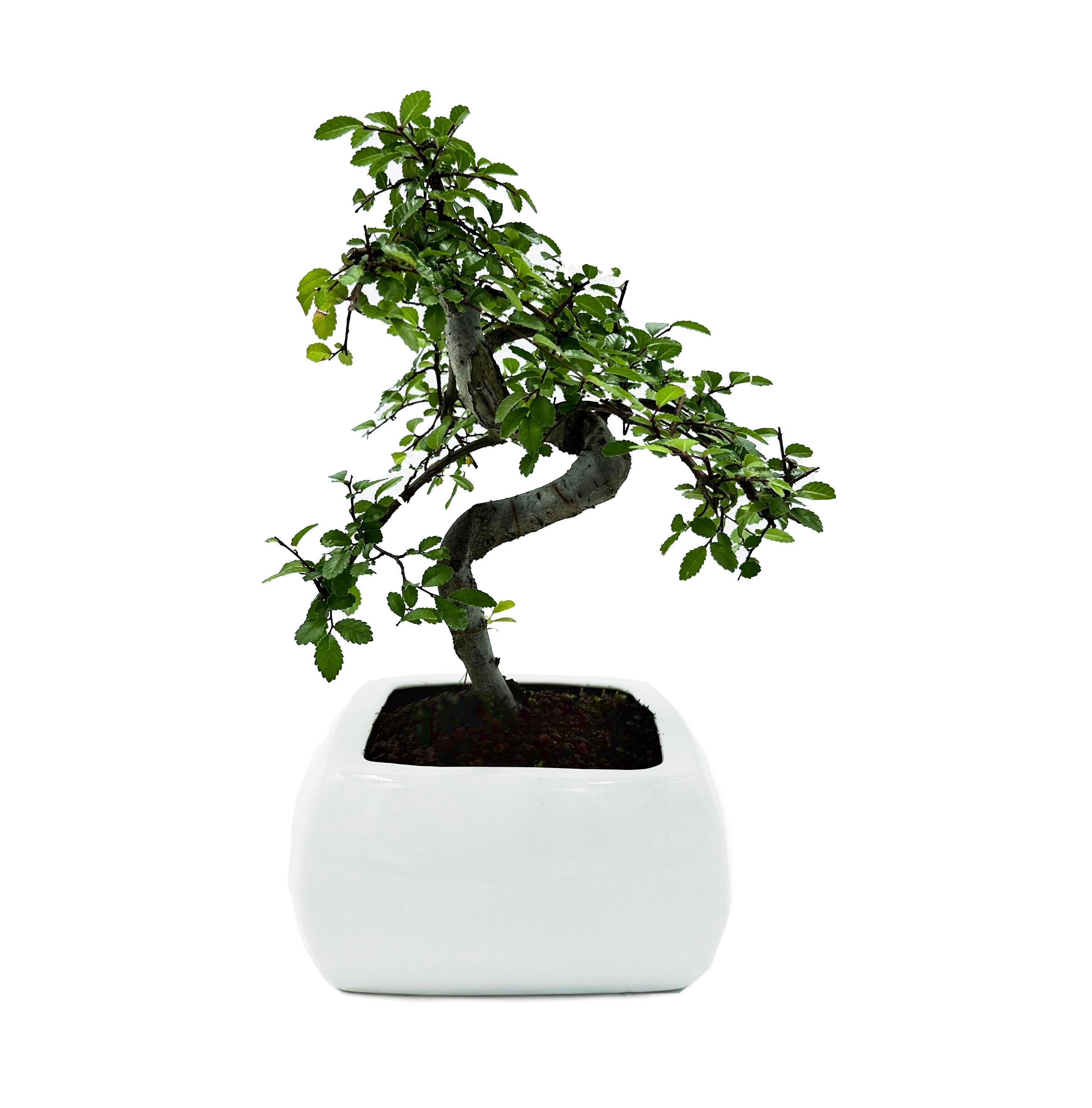 Bonsai di Olmo in vaso quadro bianco cm. 15