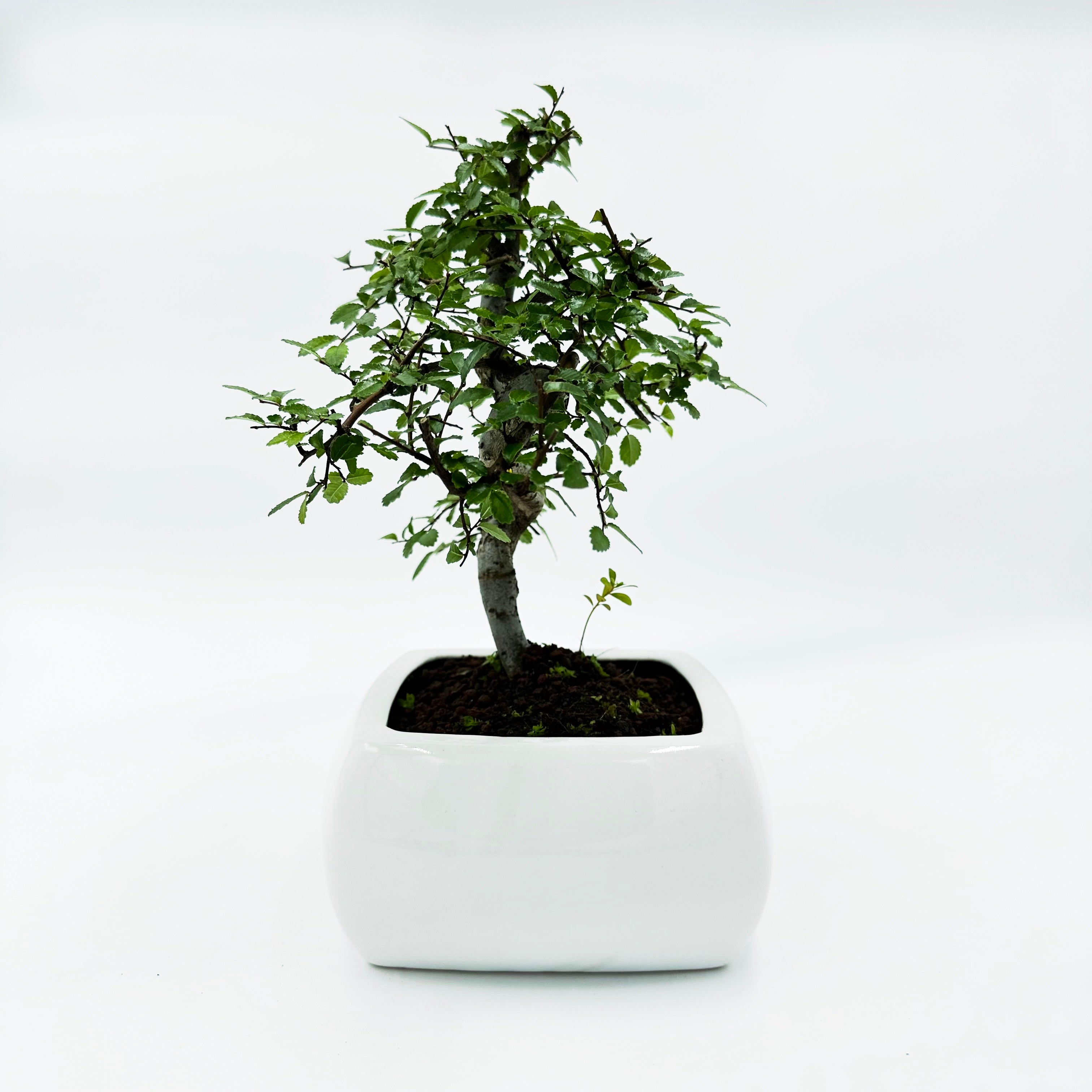 Bonsai di Olmo in vaso quadro bianco cm. 15