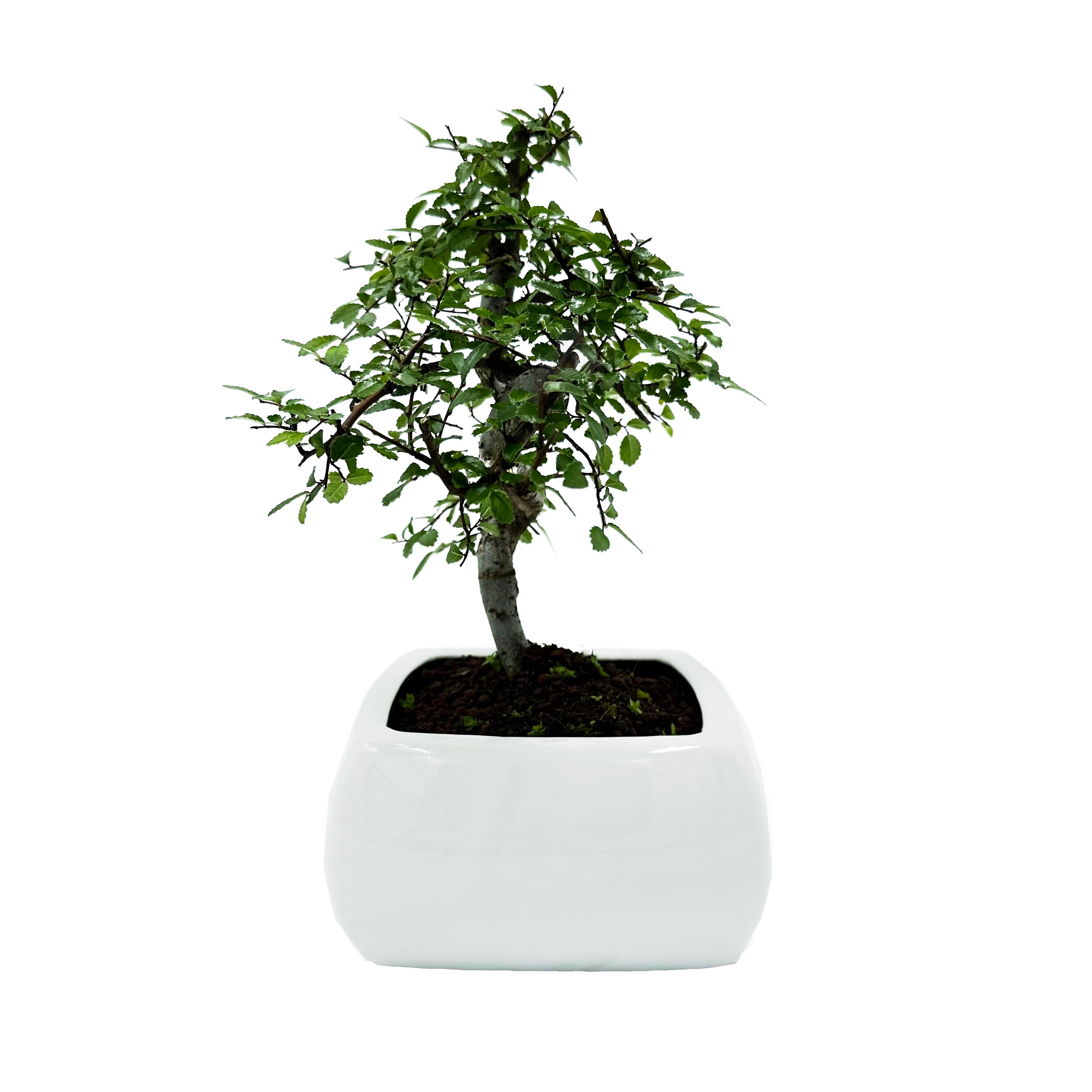 Bonsai di Olmo in vaso quadro bianco cm. 15