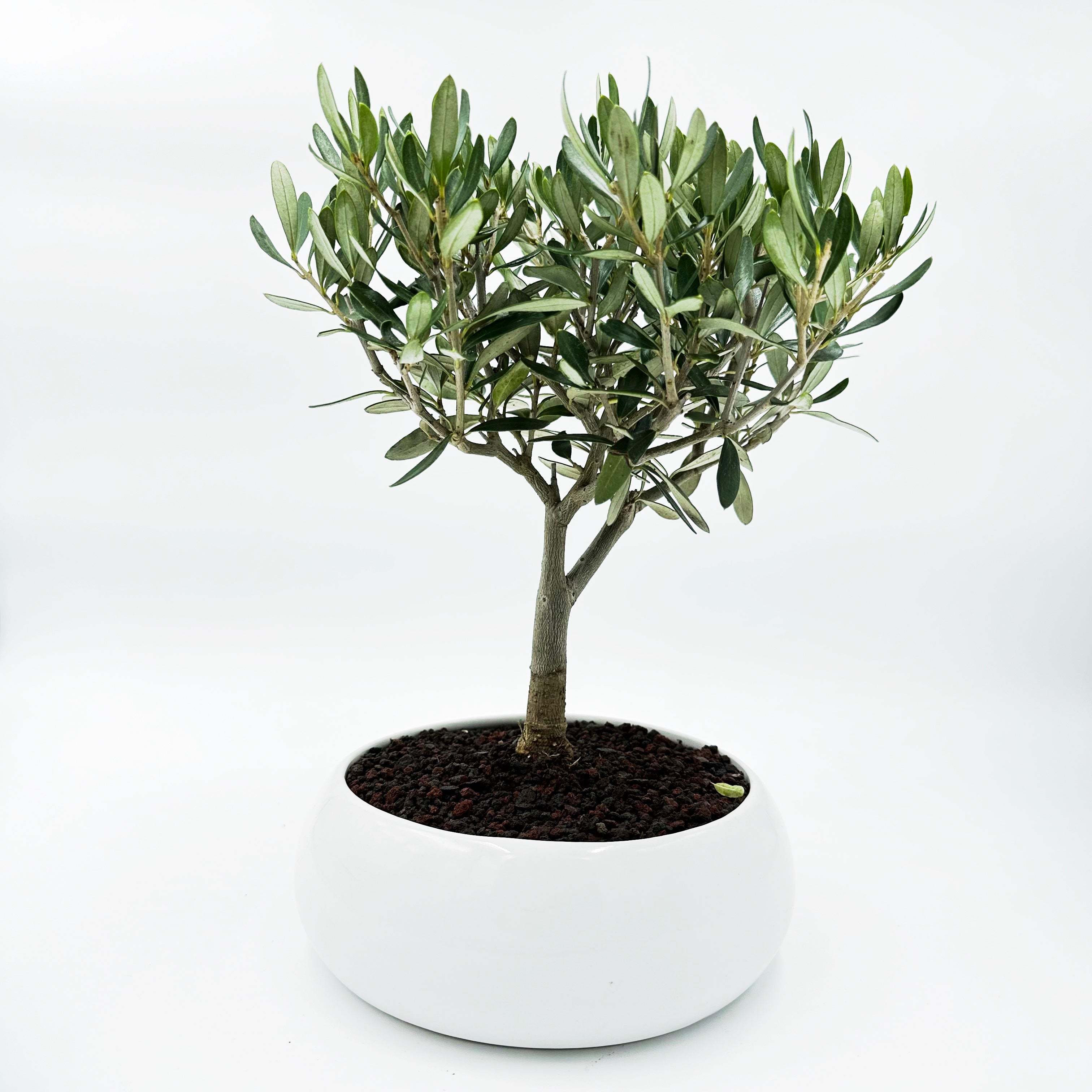Bonsai di Olivo in ciotola bassa