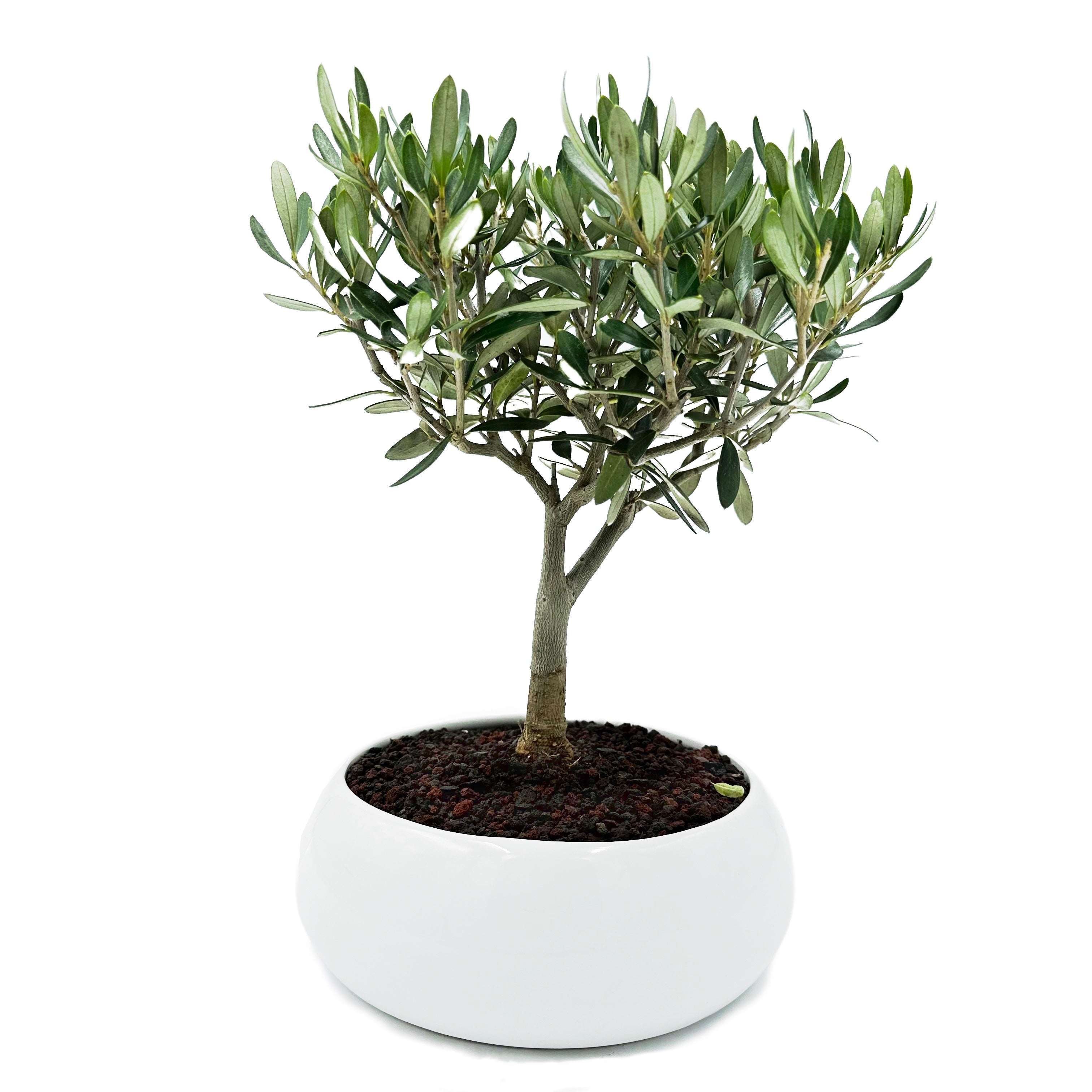 Bonsai di Olivo in ciotola bassa