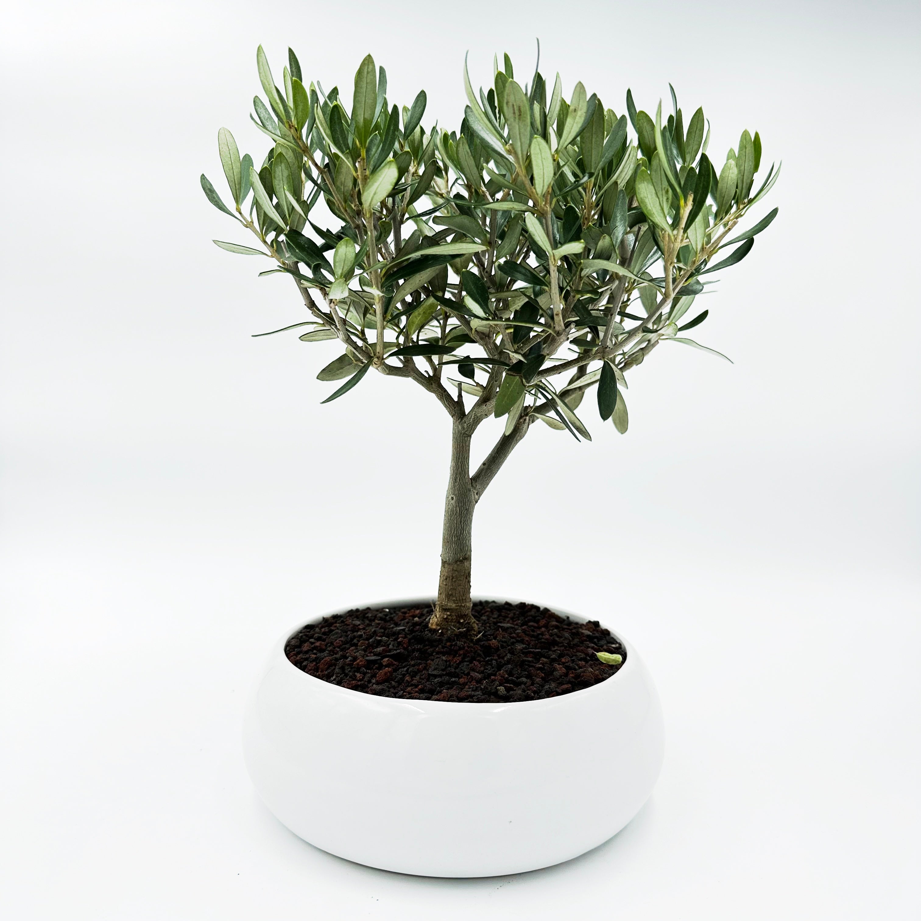 Bonsai di Olivo in ciotola bassa