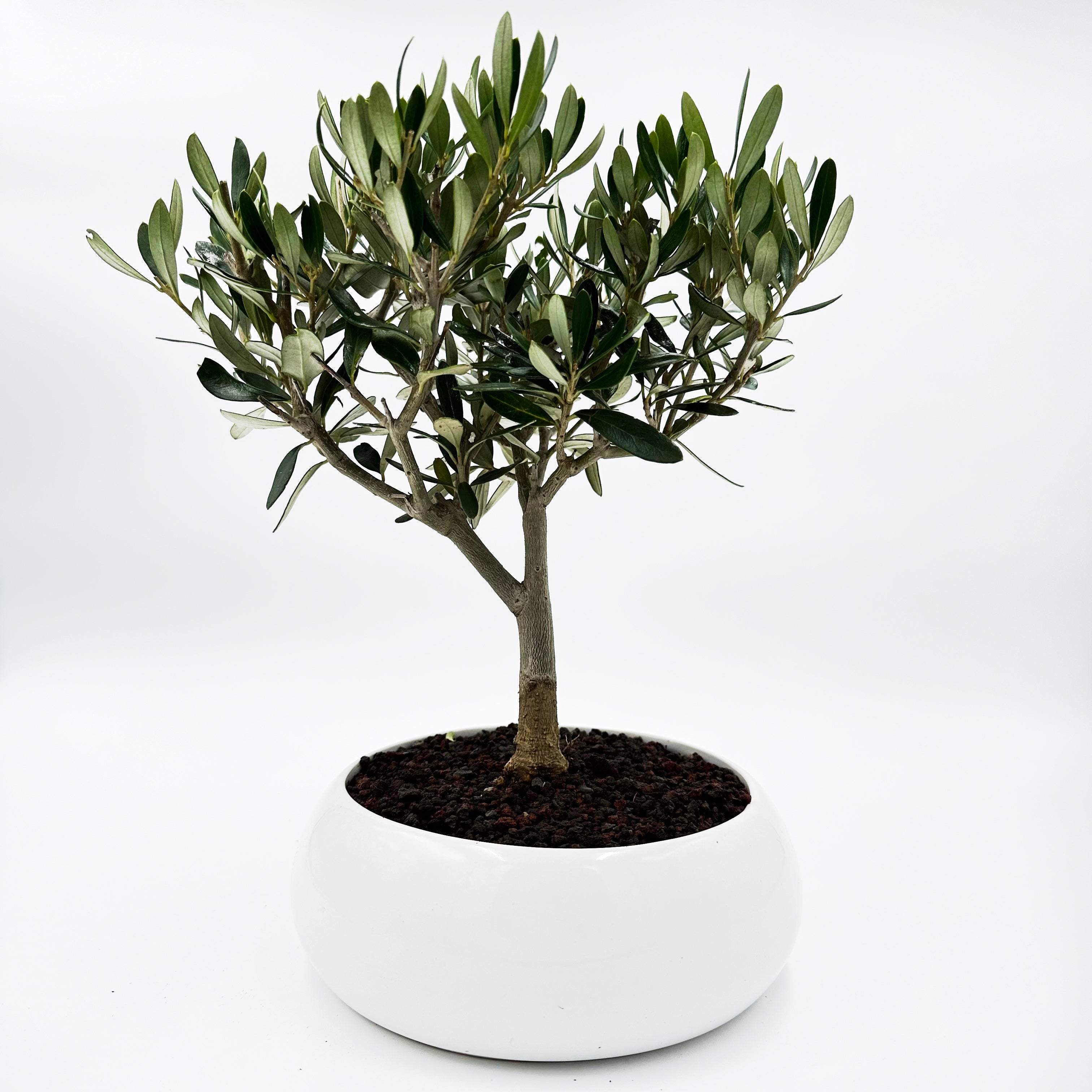 Bonsai di Olivo in ciotola bassa