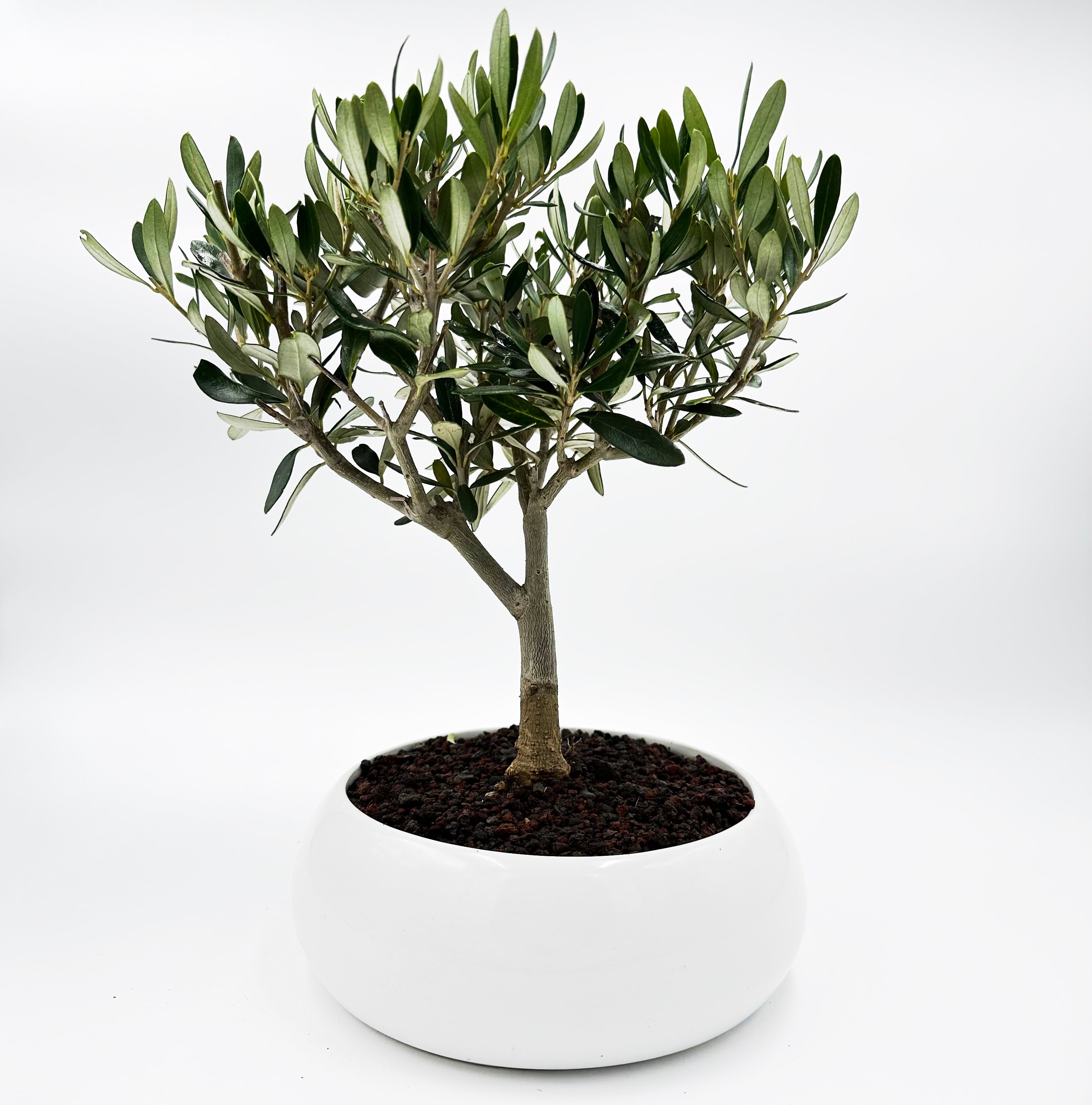 Bonsai di Olivo in ciotola bassa